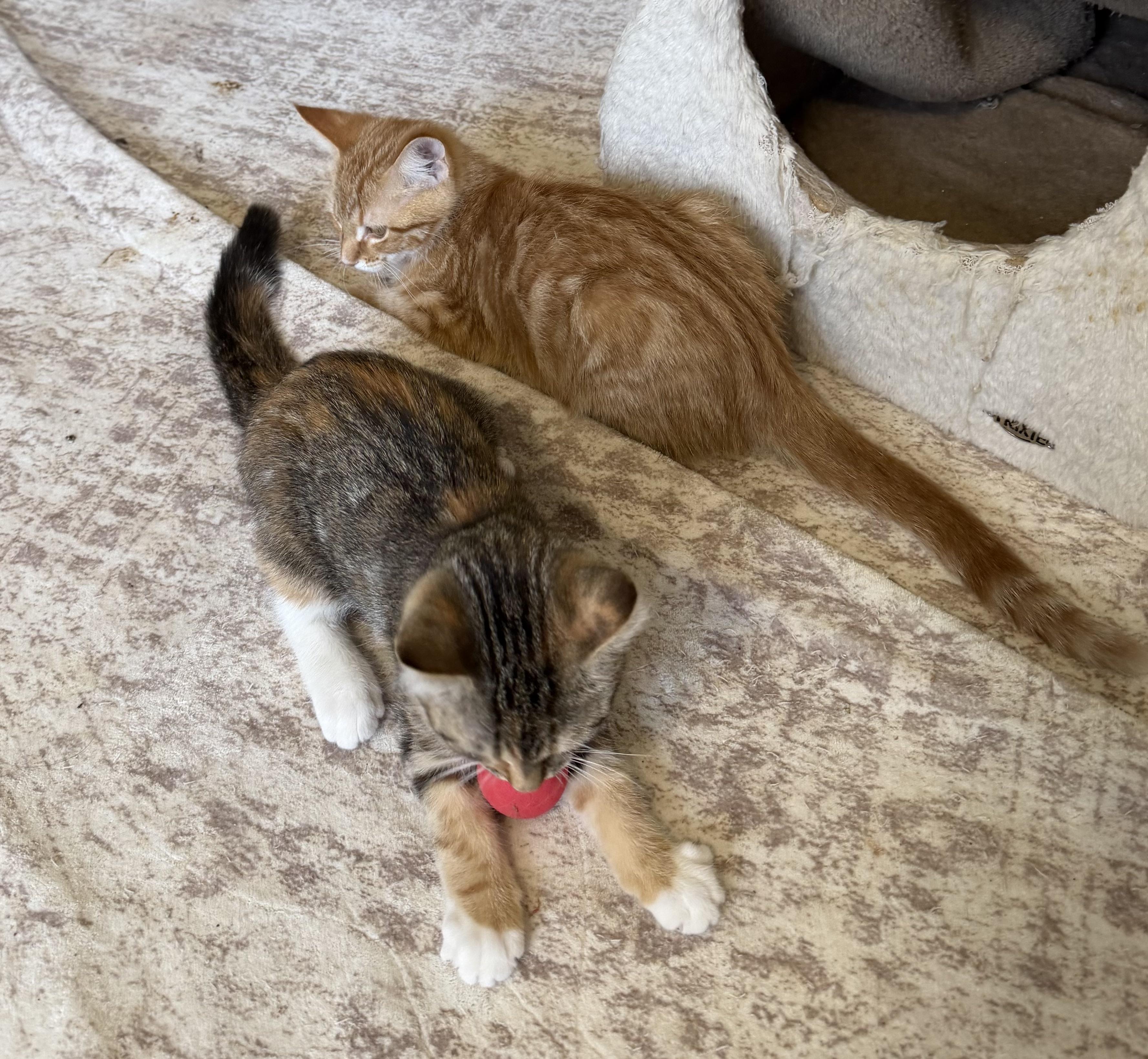 Tigger & Slinky, Adoptable, Kitten Male Domestic Short Hair & Domestic Medium Hair.