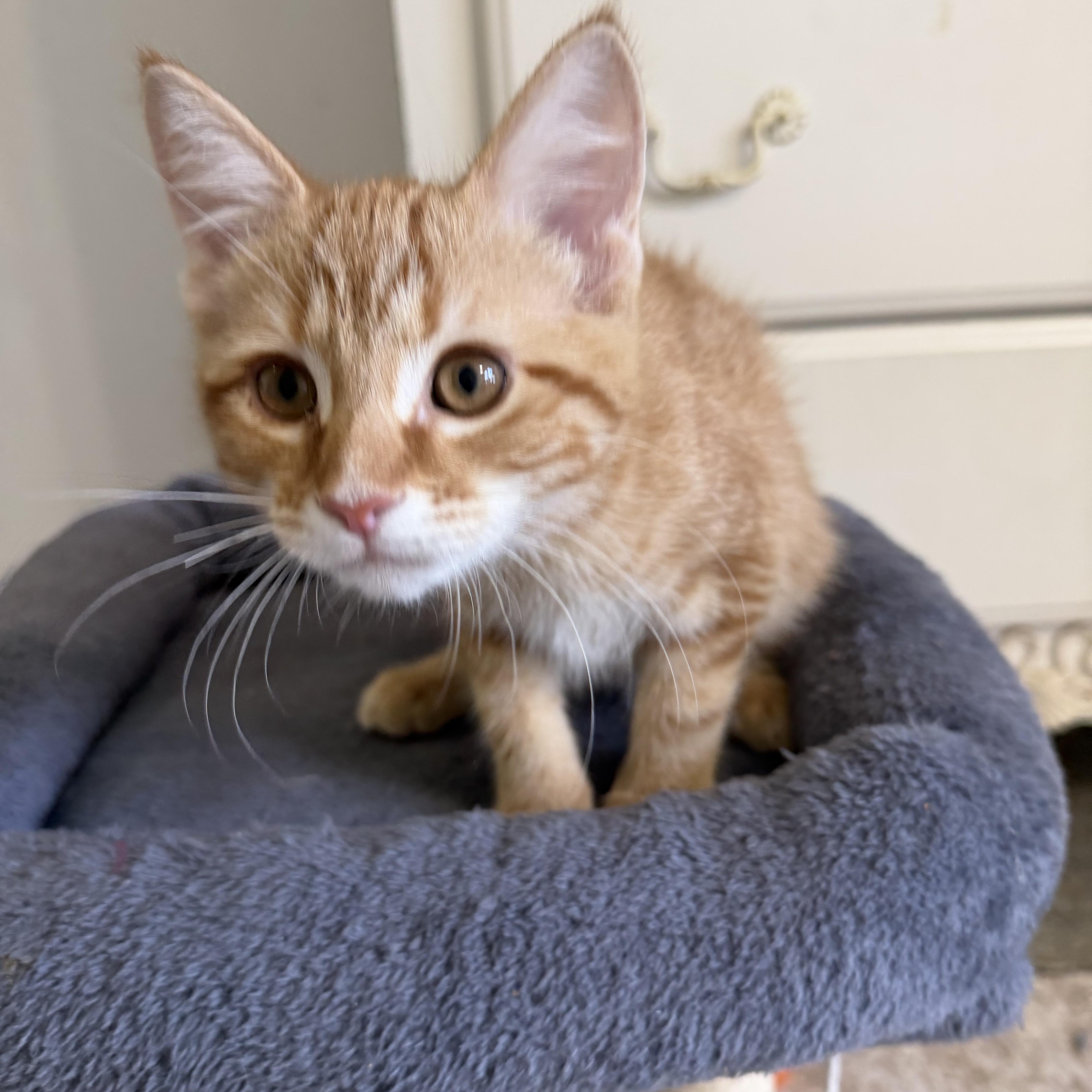 Enlarge Tigger & Slinky, a Adoptable mixed breed in Frederick, MD image 3/4