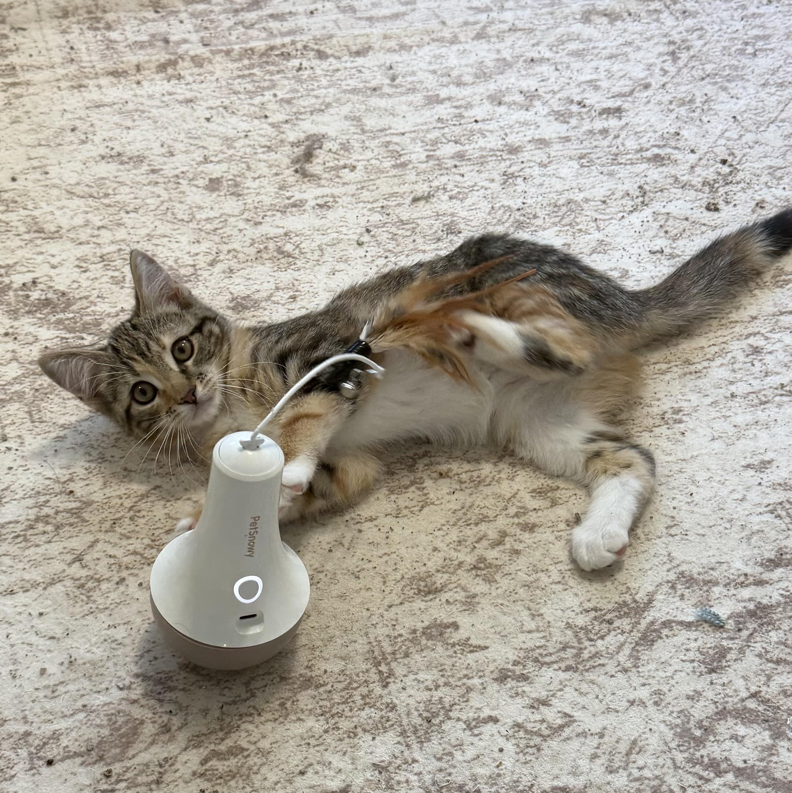 Enlarge Tigger & Slinky, a Adoptable mixed breed in Frederick, MD image 2/4