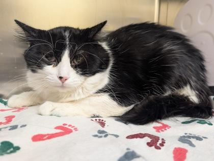 Enlarge Cecil, a Adoptable mixed breed in Sterling Heights, MI image 1/3