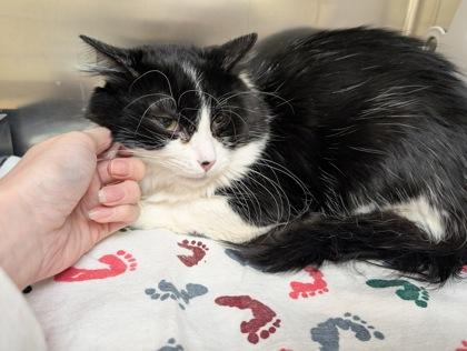 Enlarge Cecil, a Adoptable mixed breed in Sterling Heights, MI image 3/3