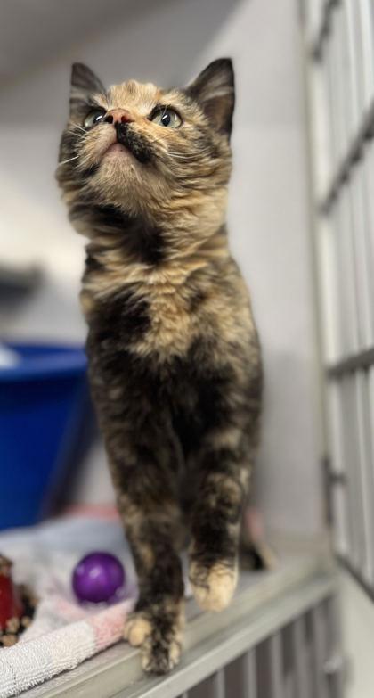 Dorita, Adoptable, Adult Female Domestic Short Hair & Domestic Short Hair.