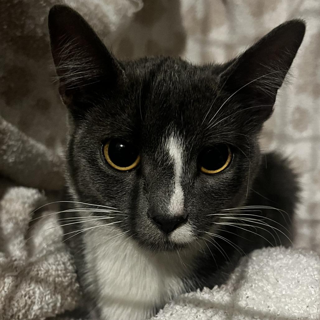 Enlarge Mae, a Adoptable Domestic Short Hair in Winchester, VA image 1/2