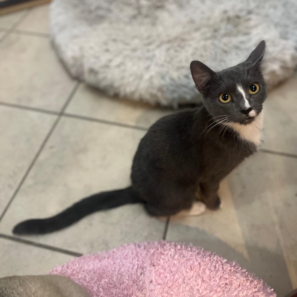 Enlarge Mae, a Adoptable Domestic Short Hair in Winchester, VA image 2/2