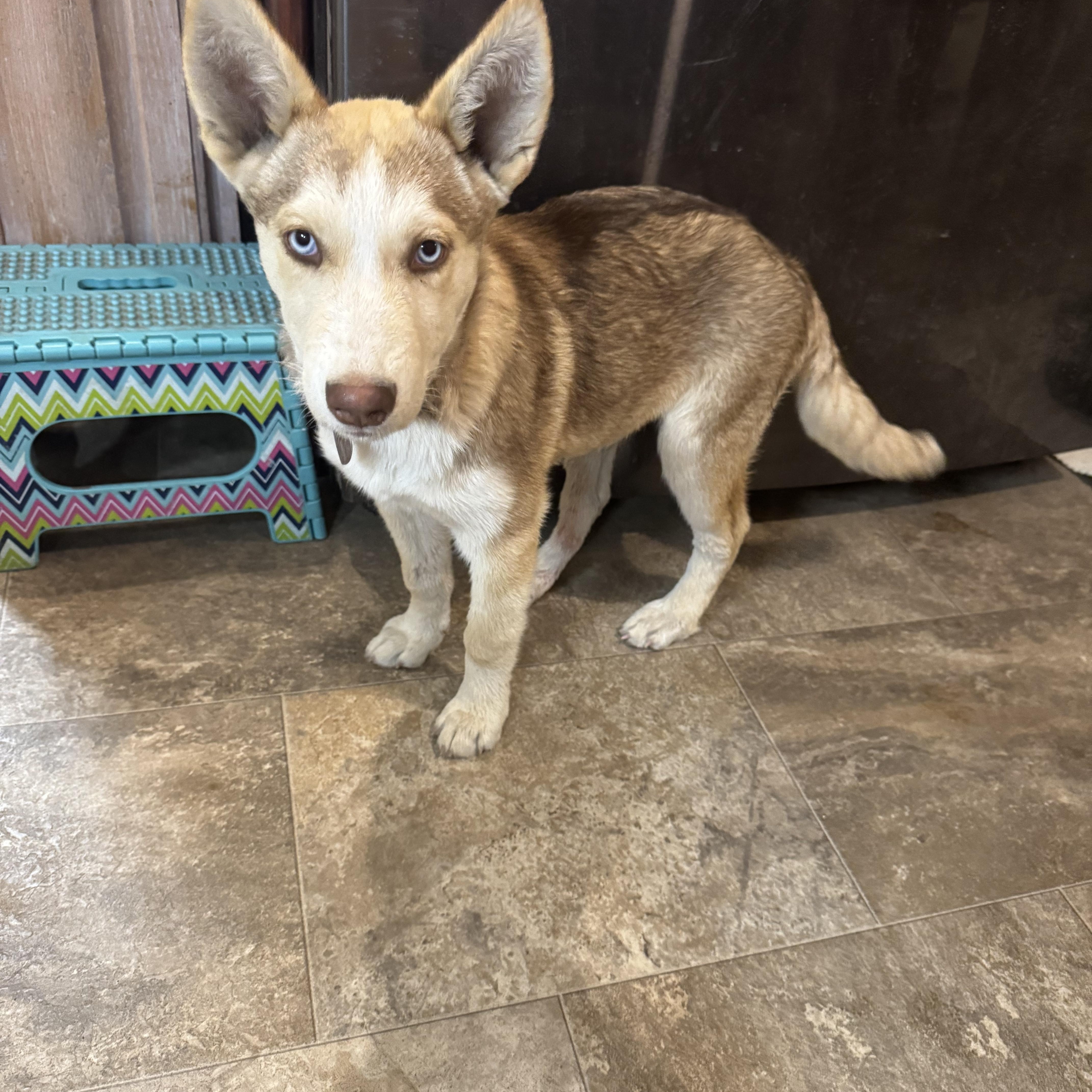 Enlarge Cass, a Adopted mixed breed in Lincoln, NE image 2/4