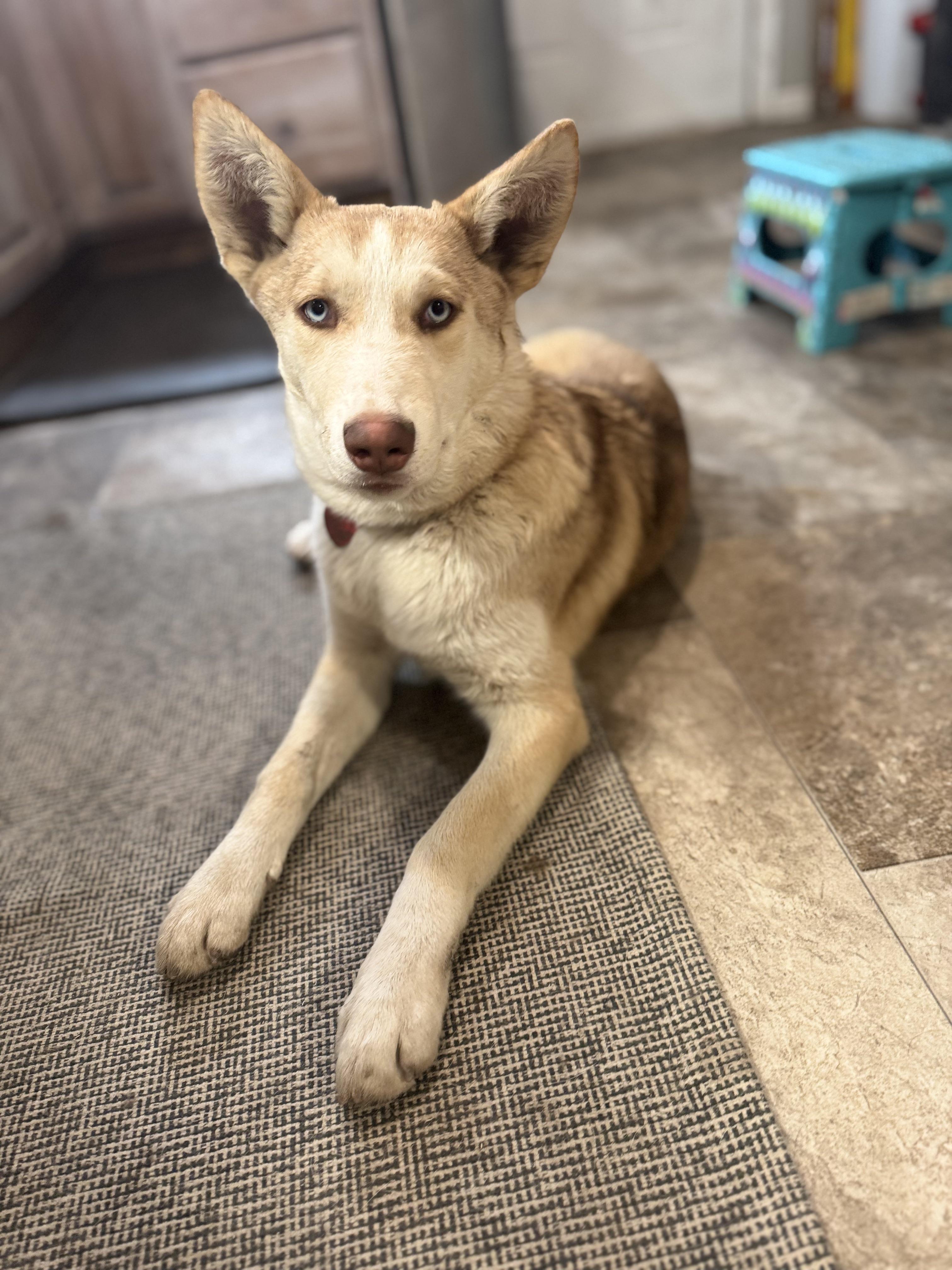 Enlarge Cass, a Adopted mixed breed in Lincoln, NE image 3/4