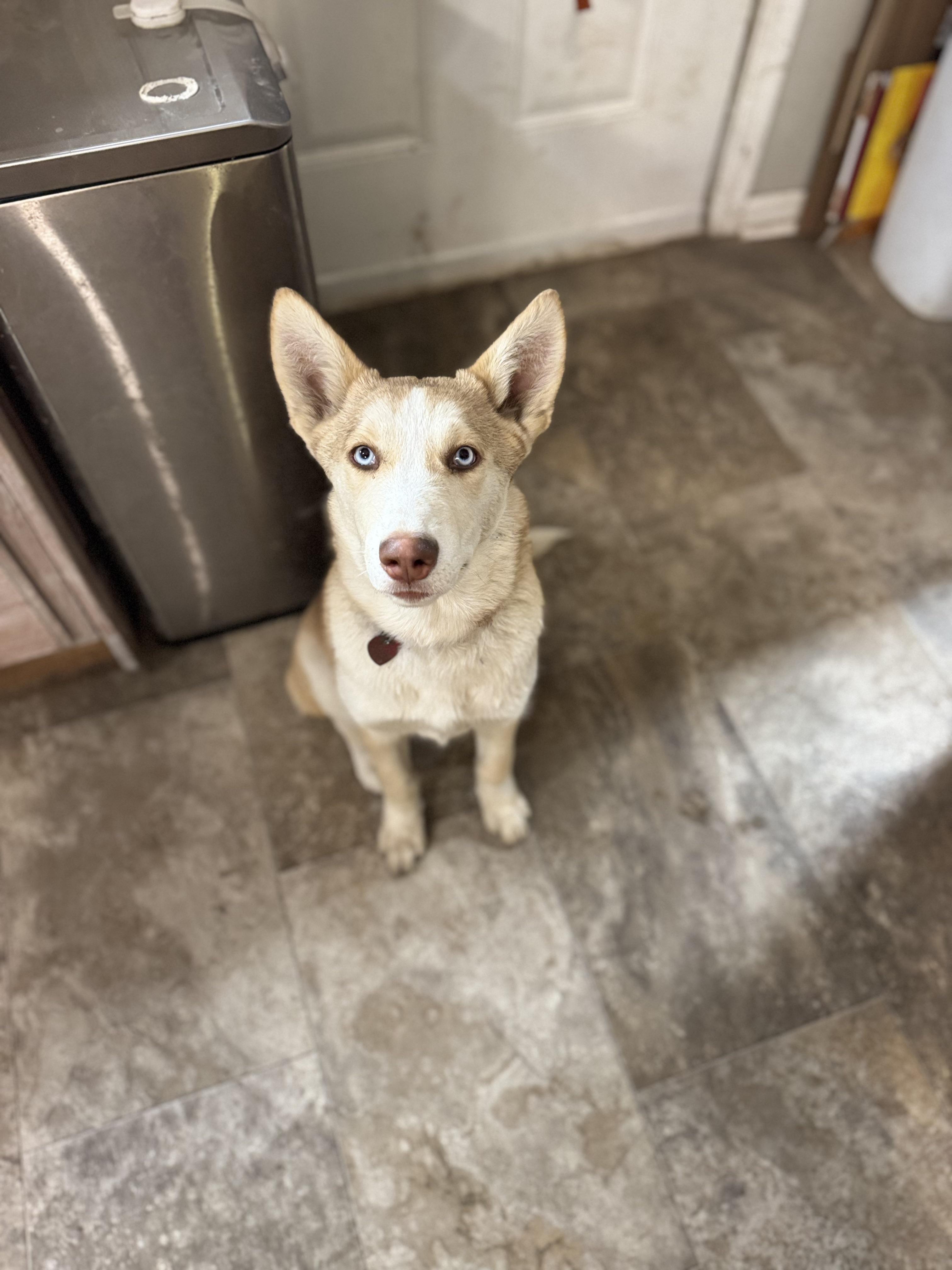 Cass, Adopted, Puppy Female Husky.