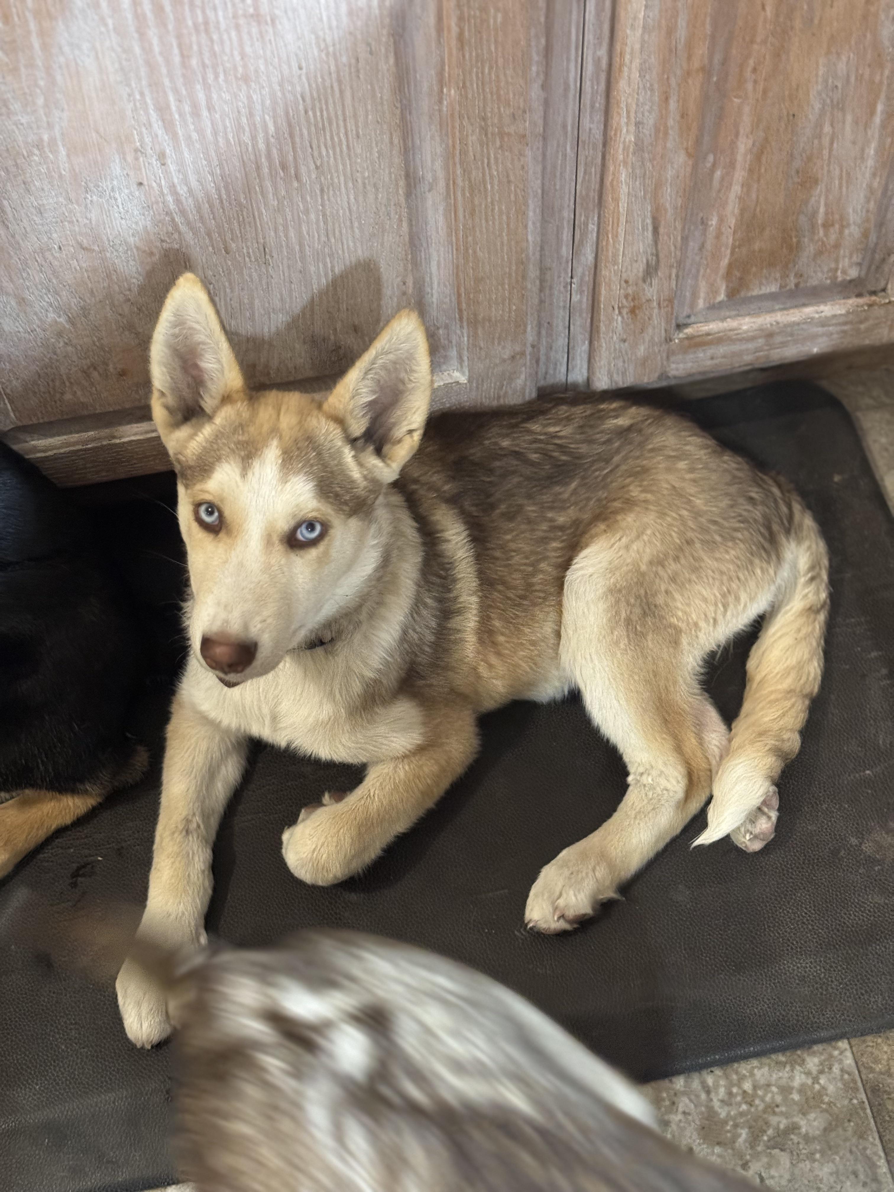 Enlarge Cass, a Adopted mixed breed in Lincoln, NE image 4/4