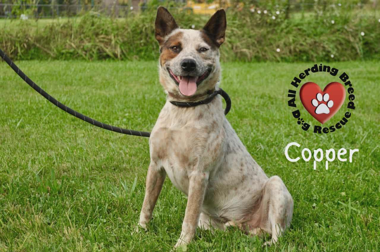 Copper, Adoptable, Adult Male Cattle Dog.