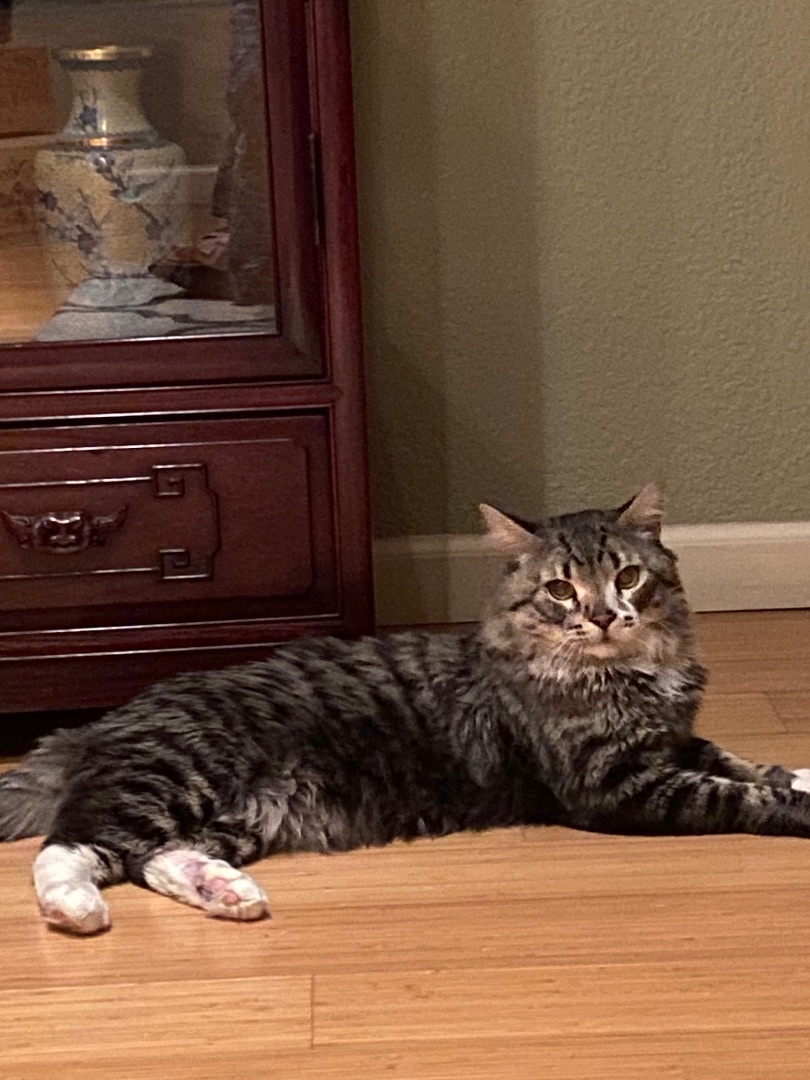 Rocky, Adopted, Young Male Maine Coon.