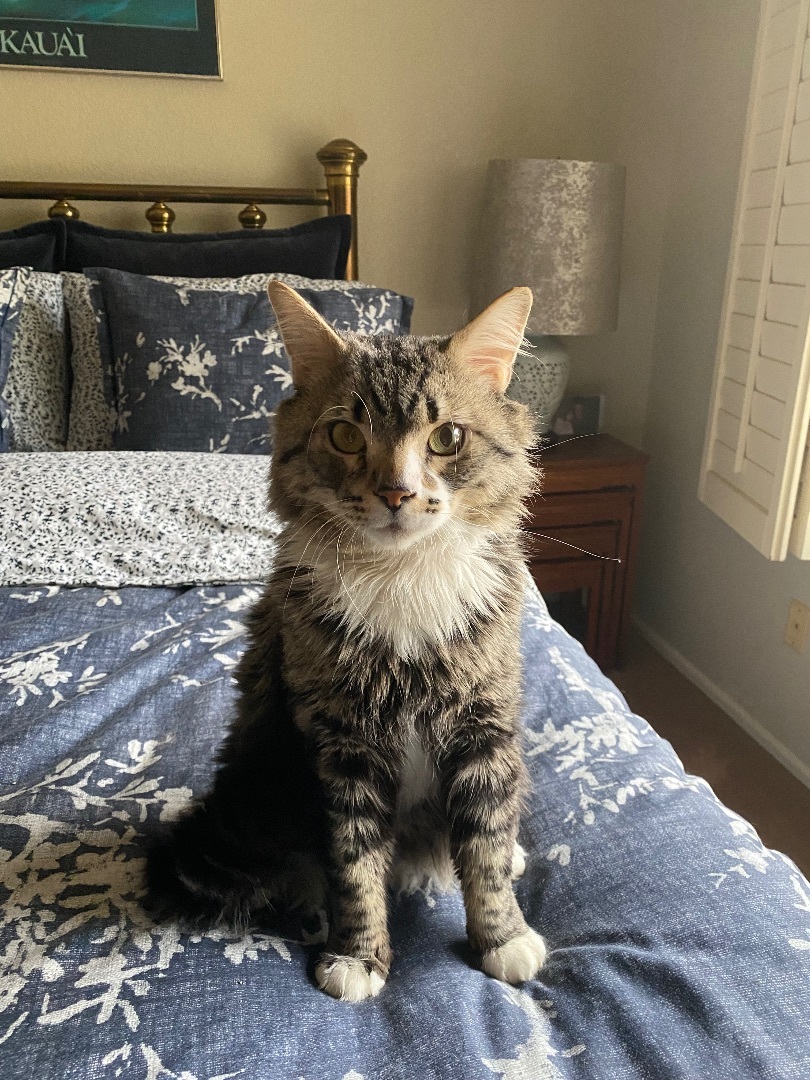 Rocky, a Adopted Maine Coon in Mesa, AZ image 2/3