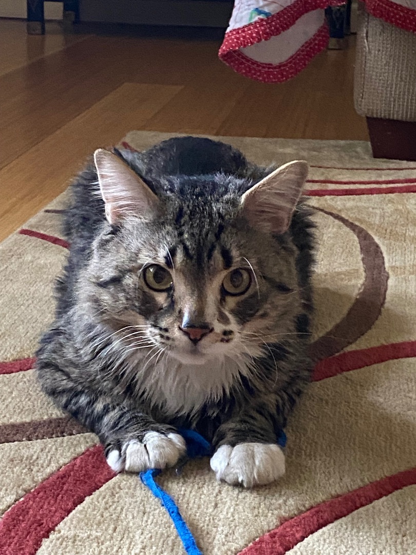 Rocky, a Adopted Maine Coon in Mesa, AZ image 3/3
