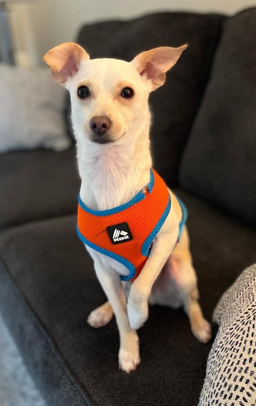 Jack, Adoptable, Adult Male Terrier.