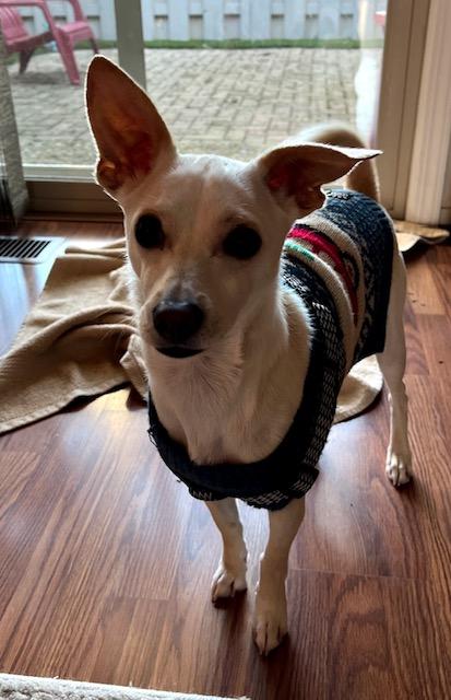 Jack, a Adoptable mixed breed in Santa Cruz, CA image 3/3