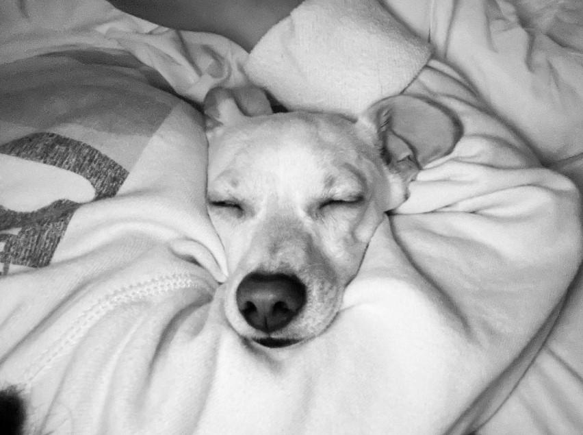 Jack, a Adoptable mixed breed in Santa Cruz, CA image 2/3