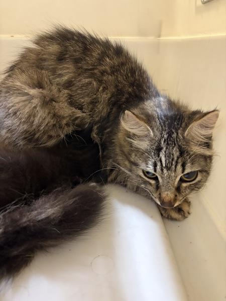 Golden Tempo, Adoptable, Adult Female Domestic Medium Hair.