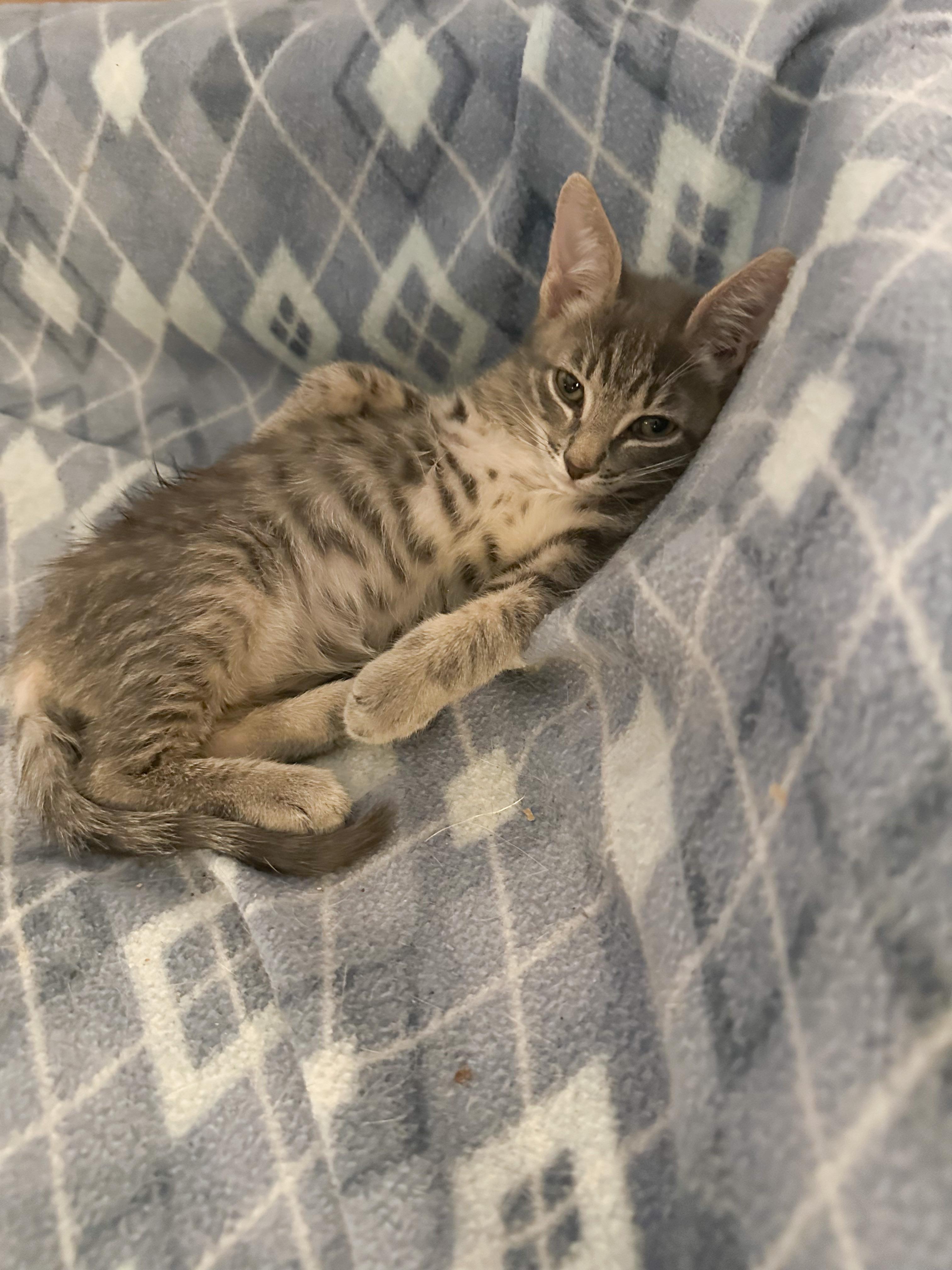 Archie, a Adopted Domestic Short Hair in Shreveport, LA image 3/3