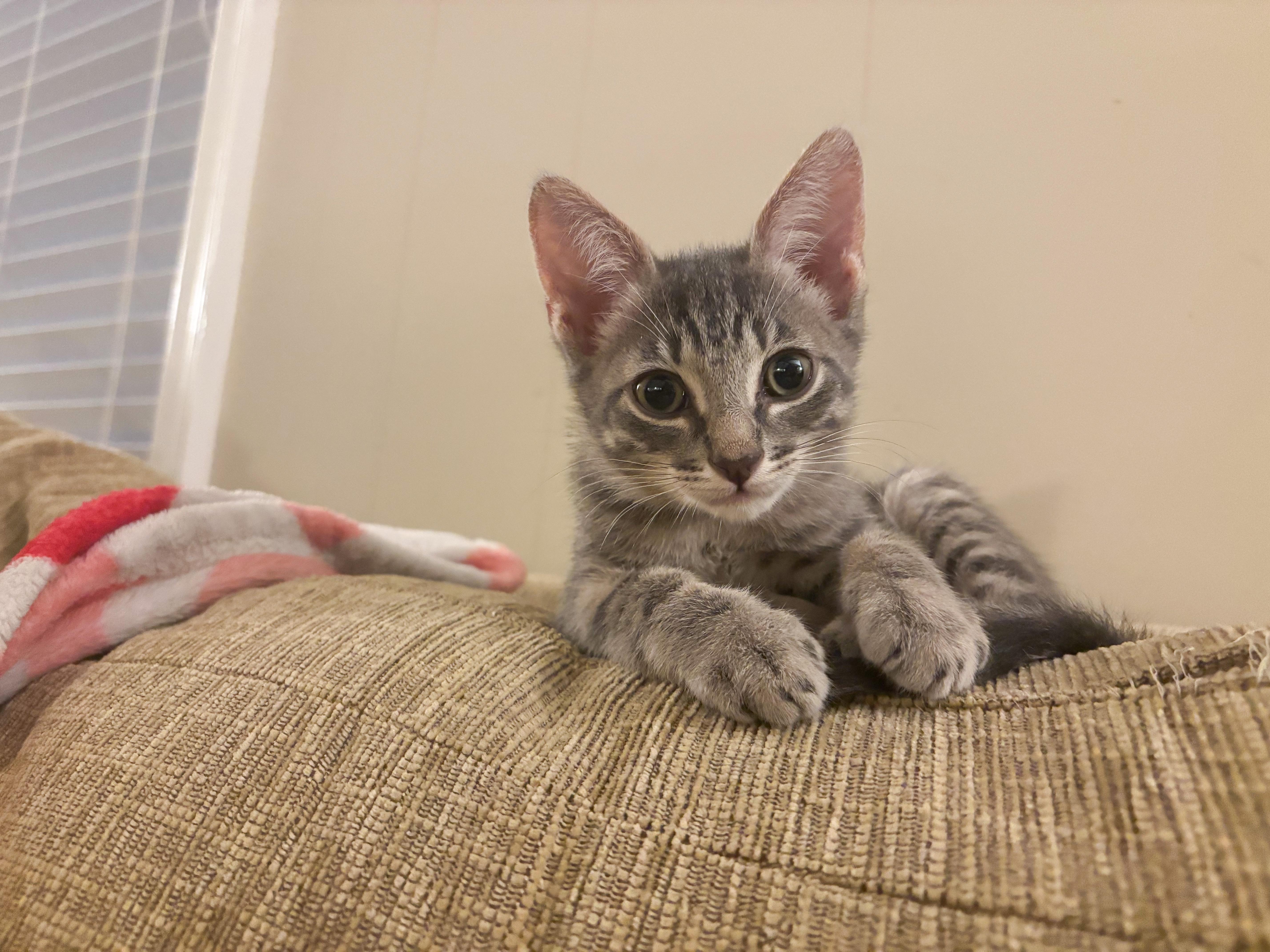 Archie, Adopted, Young Male Domestic Short Hair.