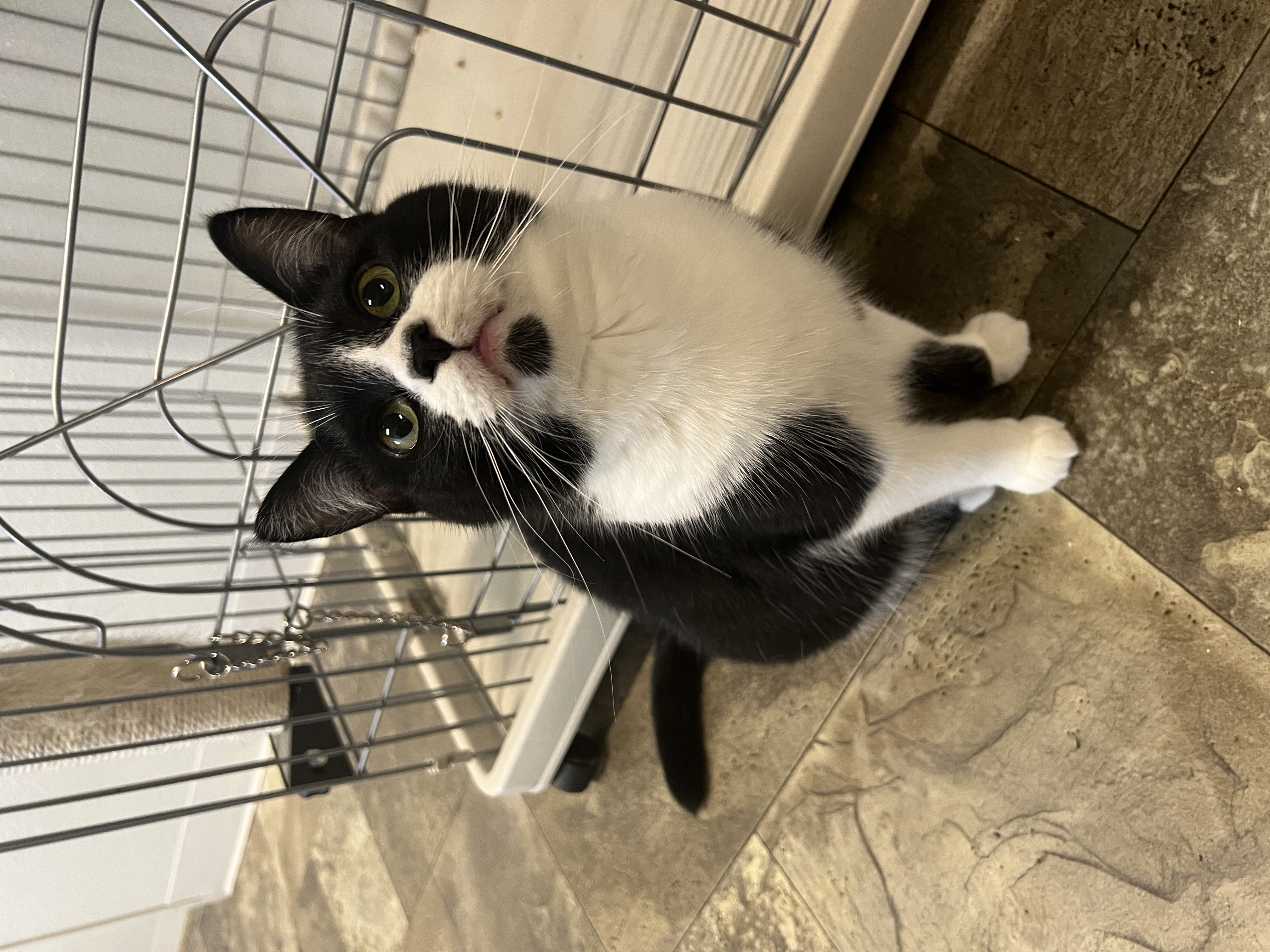 Vinnie, a Adoptable Domestic Short Hair in Frankenmuth, MI image 4/6