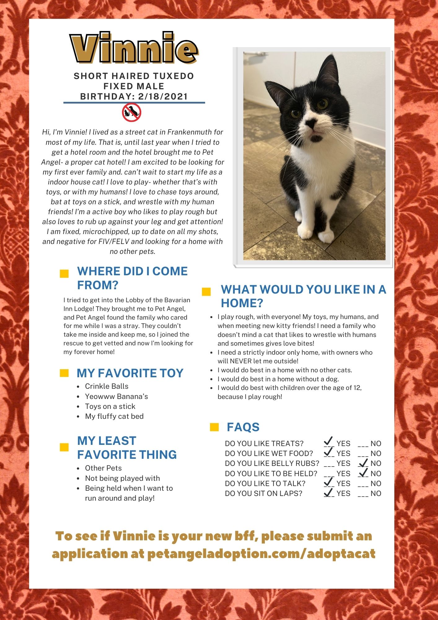 Vinnie, a Adoptable Domestic Short Hair in Frankenmuth, MI image 2/6