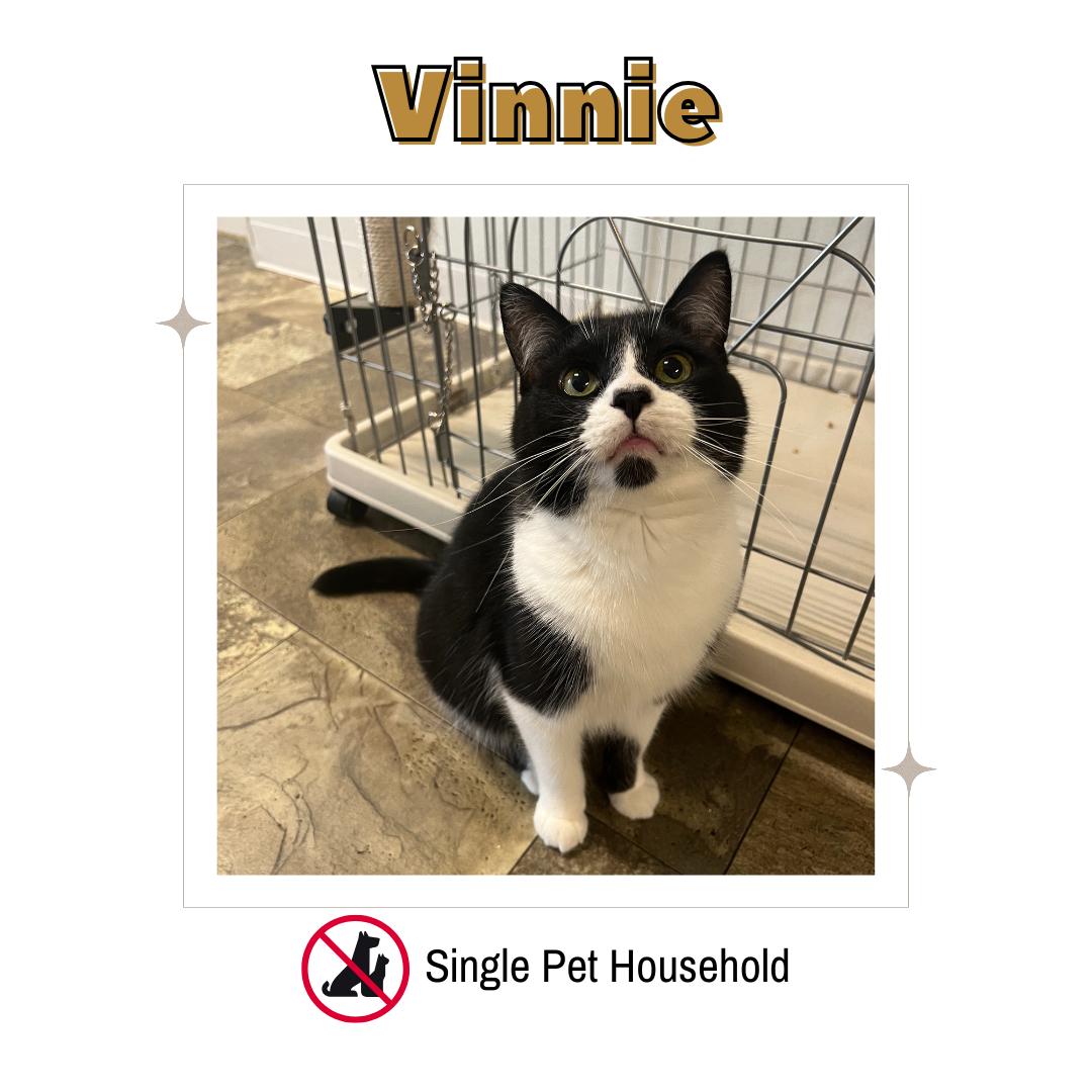 Enlarge Vinnie, a Adoptable Domestic Short Hair in Frankenmuth, MI image 1/6