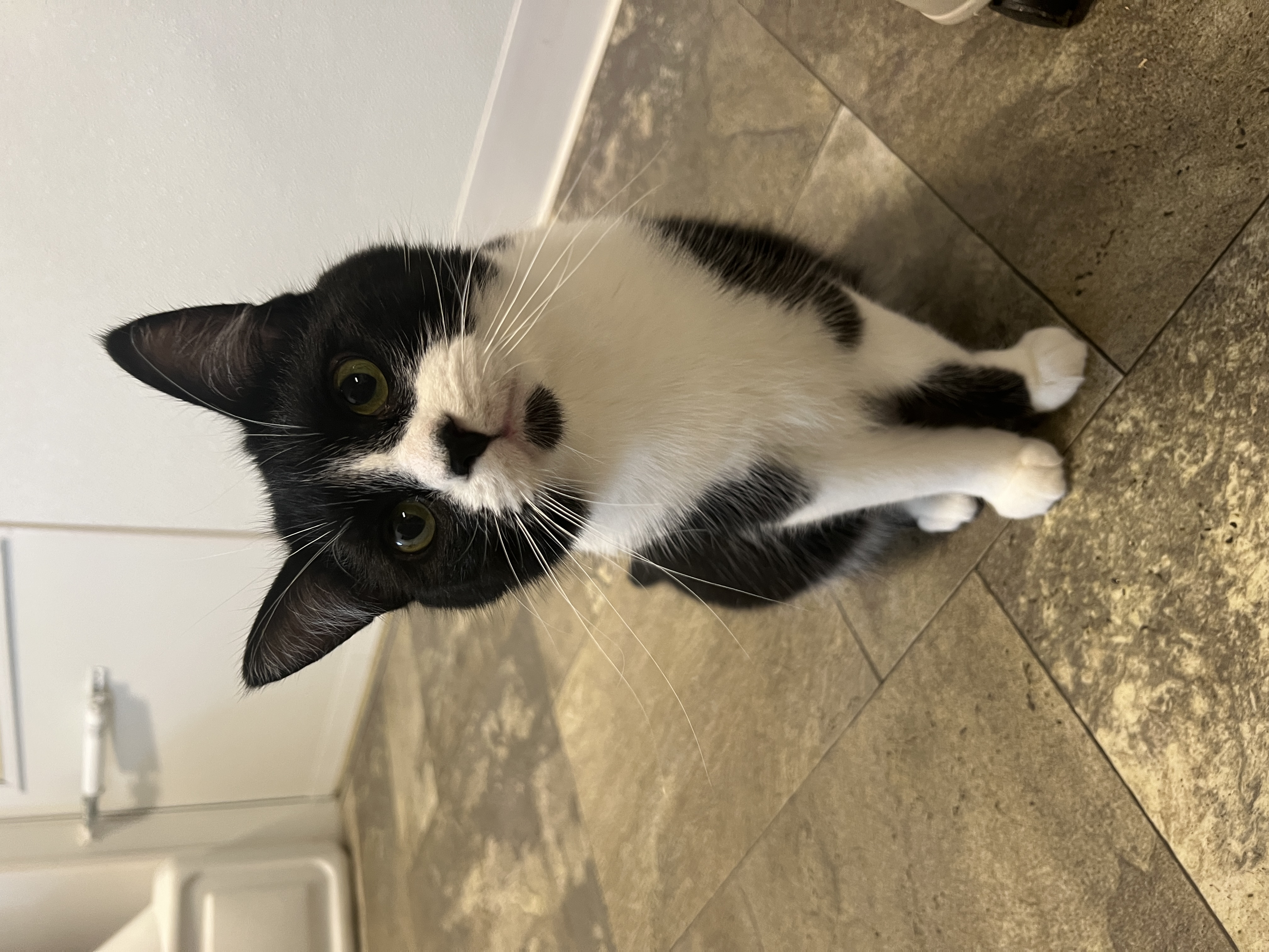 Vinnie, a Adoptable Domestic Short Hair in Frankenmuth, MI image 1/6