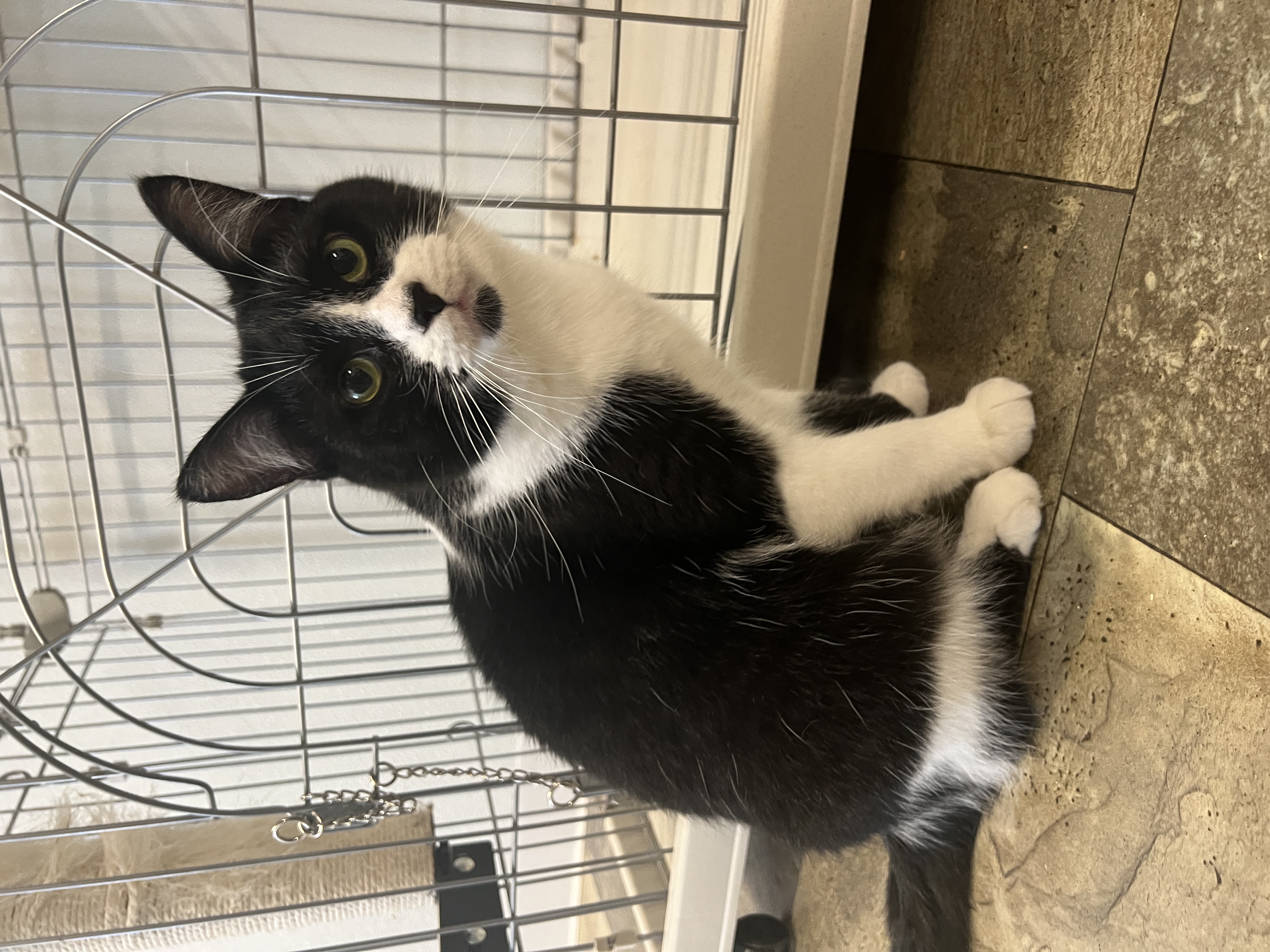 Vinnie, a Adoptable Domestic Short Hair in Frankenmuth, MI image 5/6