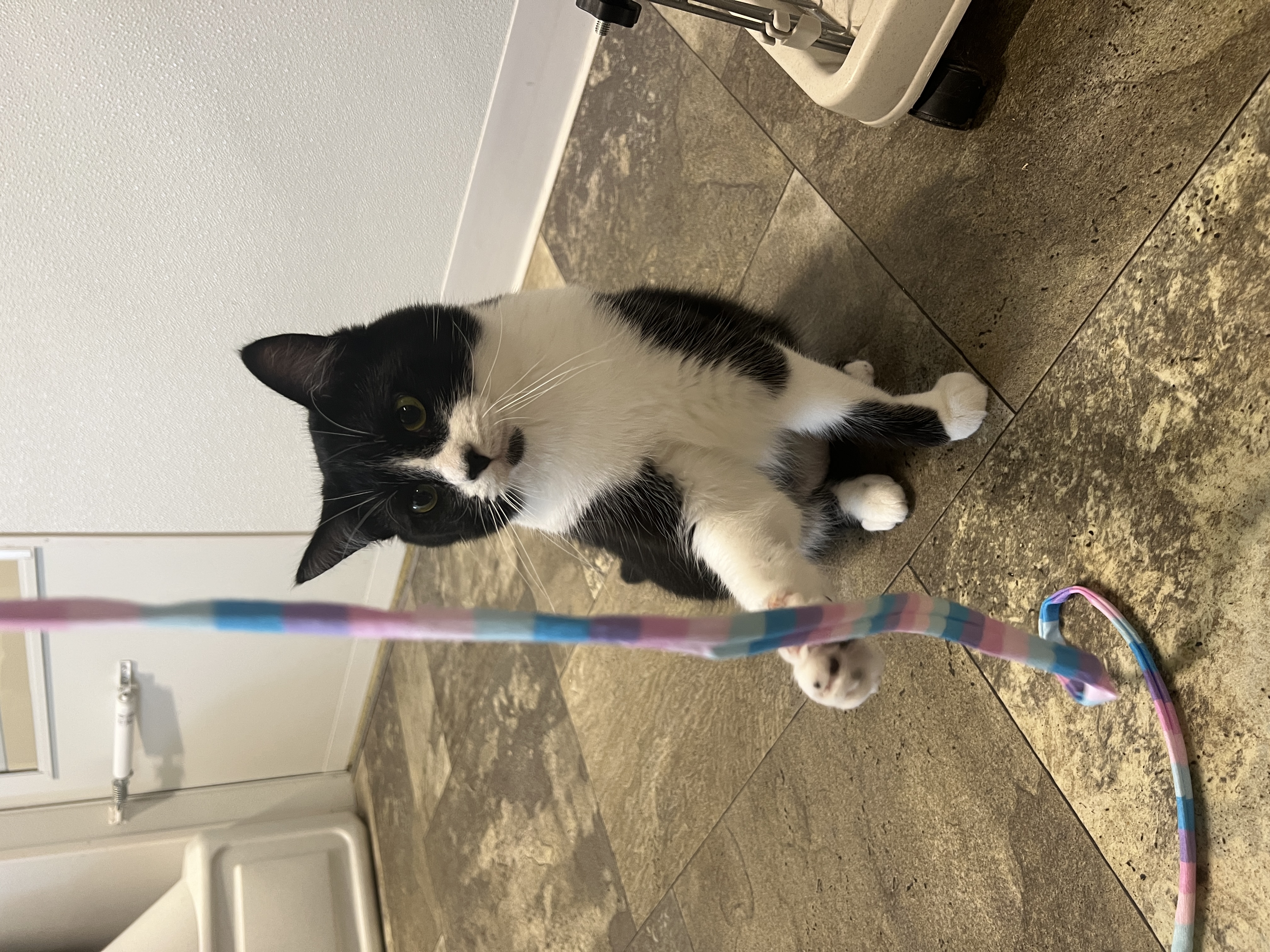 Vinnie, a Adoptable Domestic Short Hair in Frankenmuth, MI image 3/6