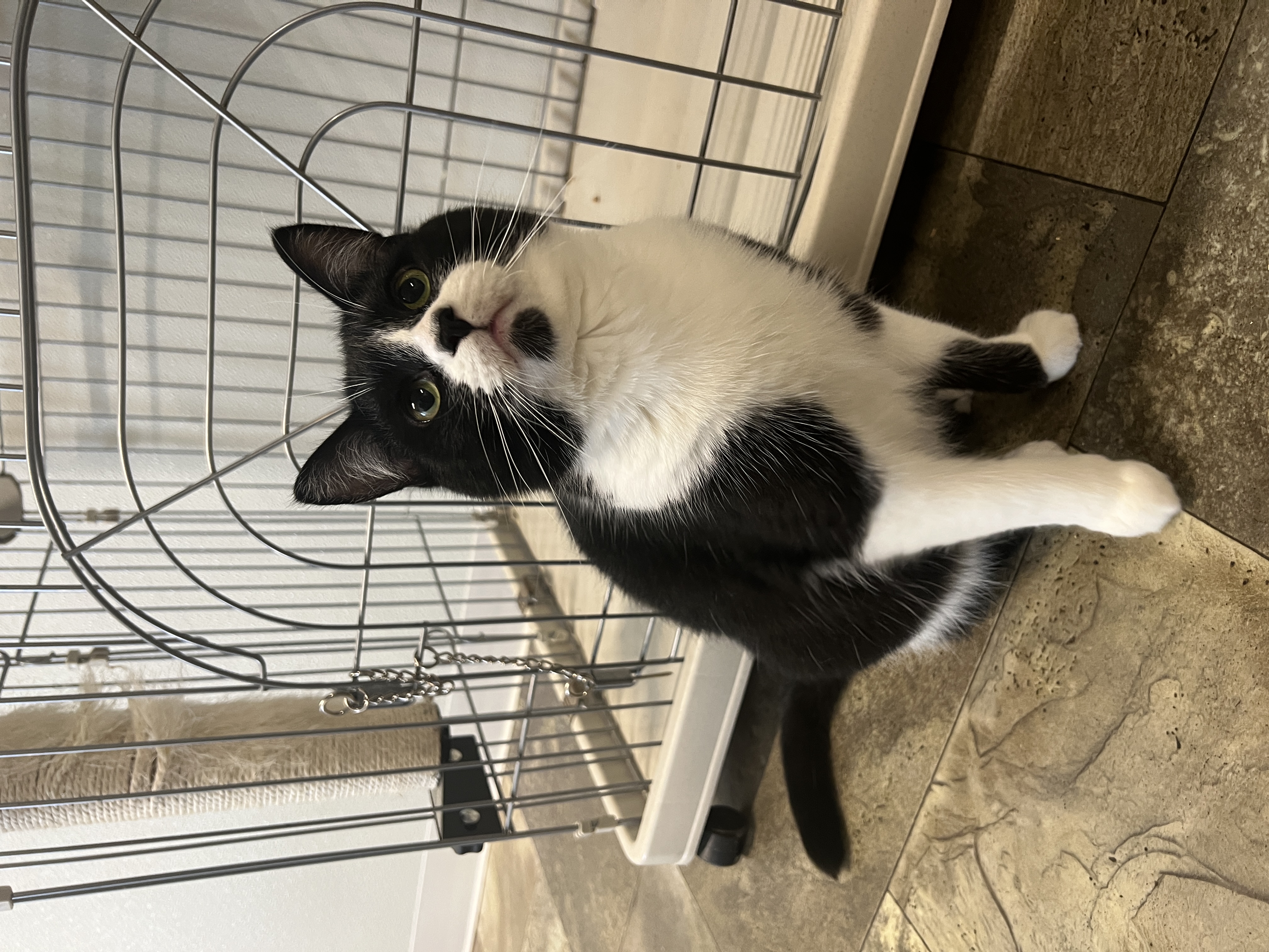 Vinnie, a Adoptable Domestic Short Hair in Frankenmuth, MI image 6/6