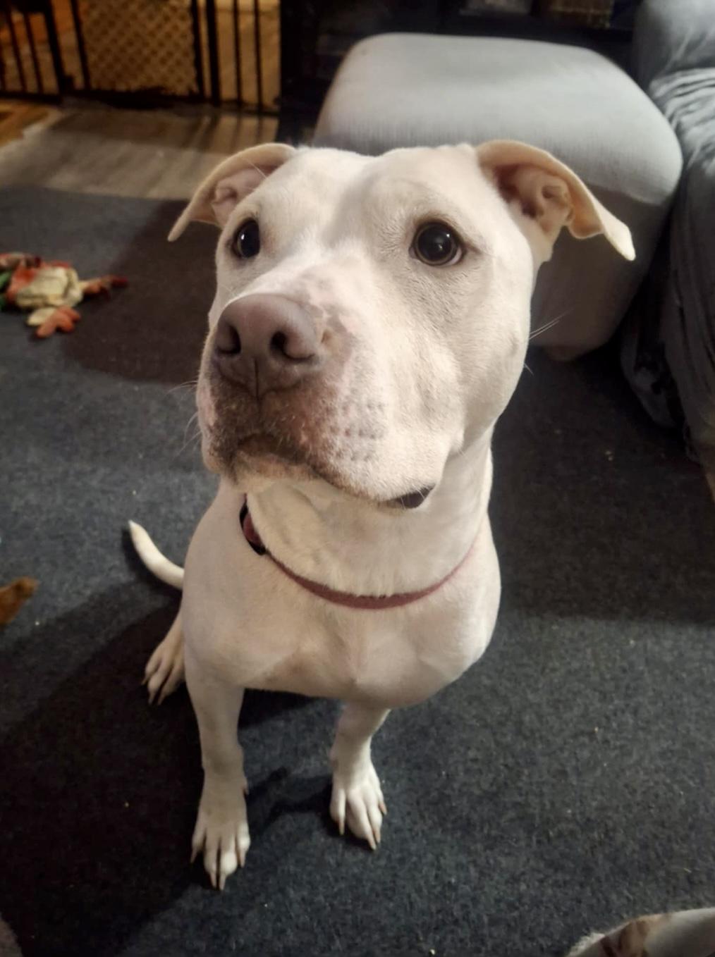 Shyann *Adoption Fee Waived*, a Adoptable mixed breed in Rochester, NY image 1/4