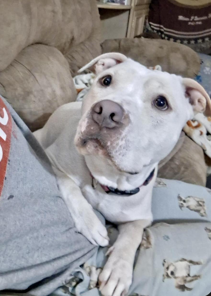 Shyann *Adoption Fee Waived*, a Adoptable mixed breed in Rochester, NY image 2/4