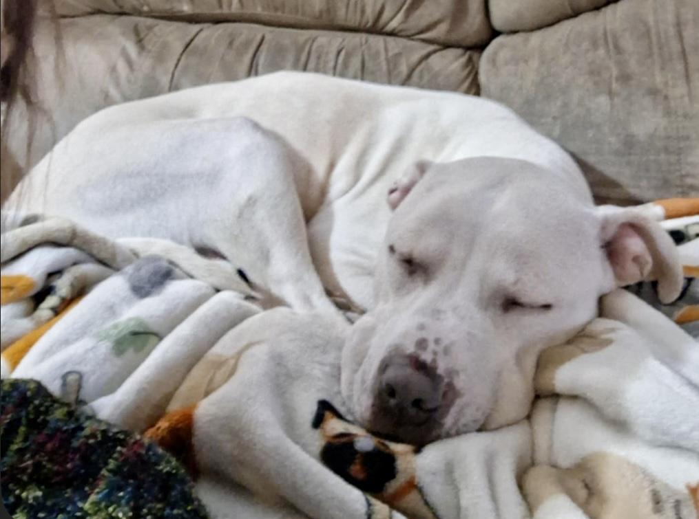 Shyann *Adoption Fee Waived*, a Adoptable mixed breed in Rochester, NY image 3/4