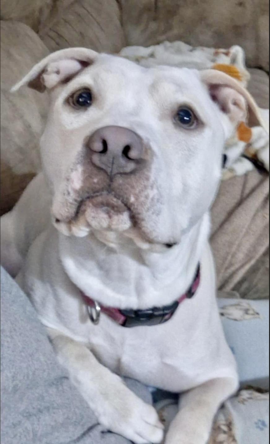 Shyann *Adoption Fee Waived*, a Adoptable mixed breed in Rochester, NY image 4/4
