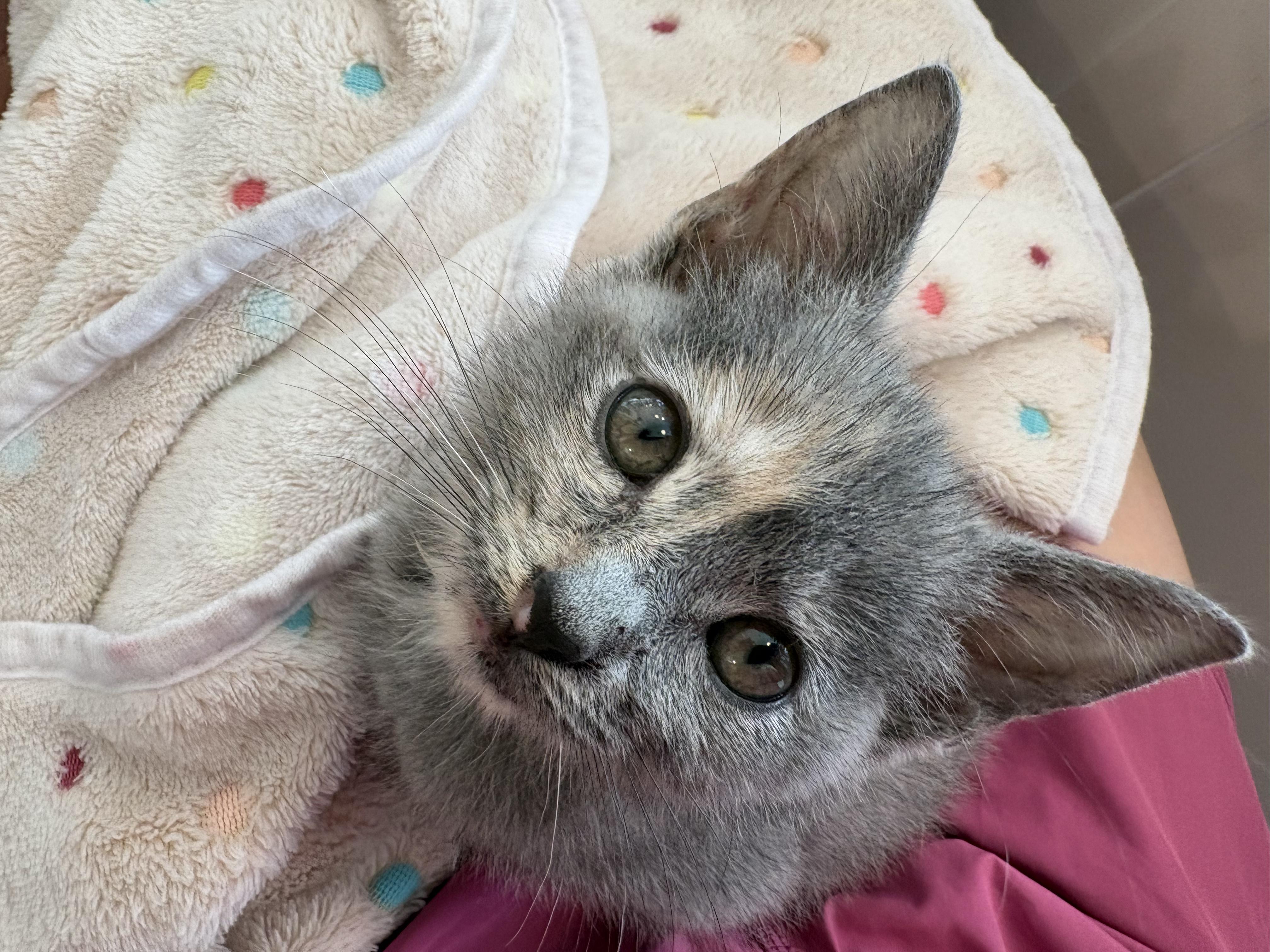 Enlarge Fried Apple Pie, an adopted Domestic Short Hair in LITTLE MOUNTAIN, SC image 5/5
