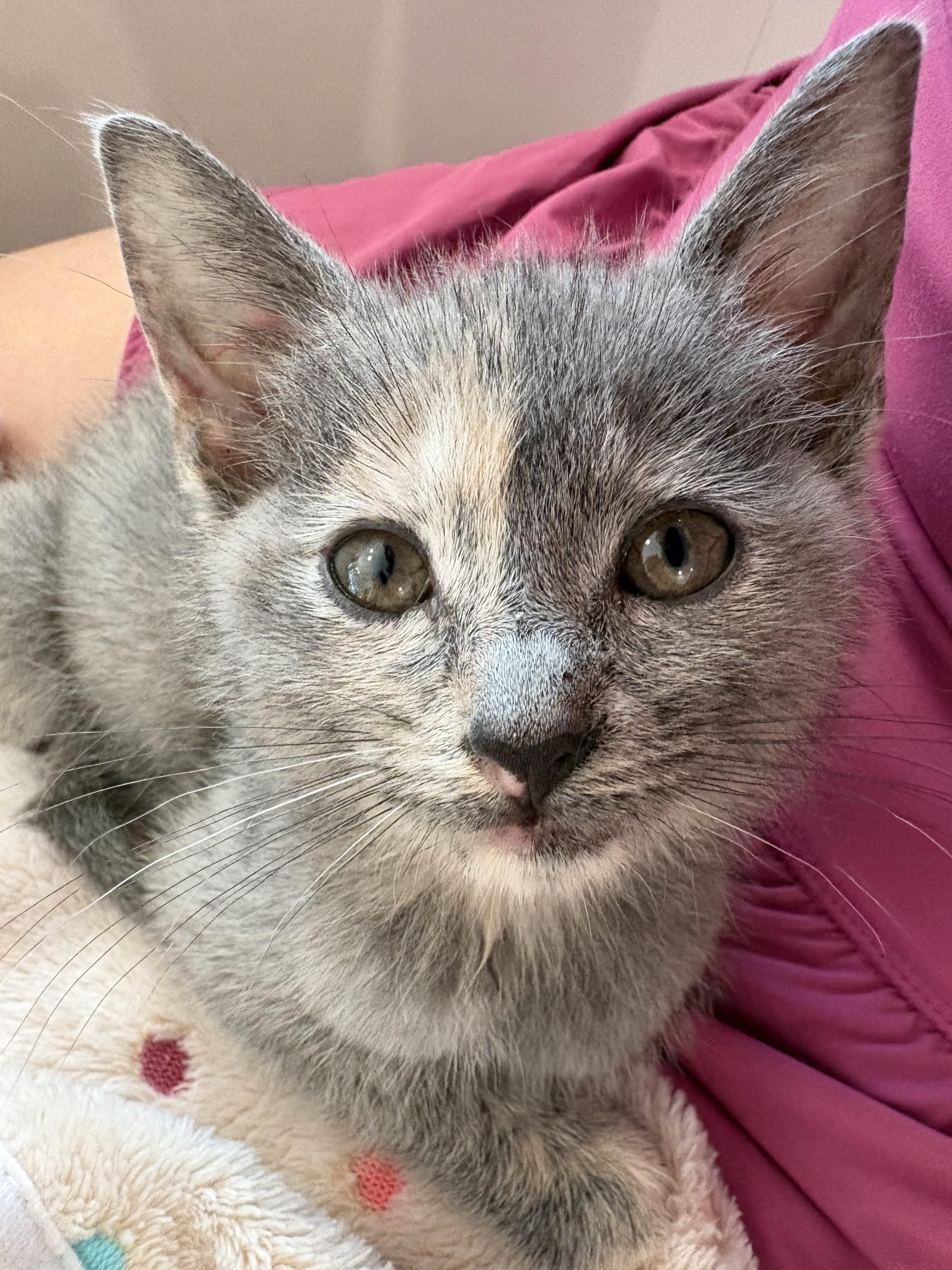 Enlarge Fried Apple Pie, an adopted Domestic Short Hair in LITTLE MOUNTAIN, SC image 2/5