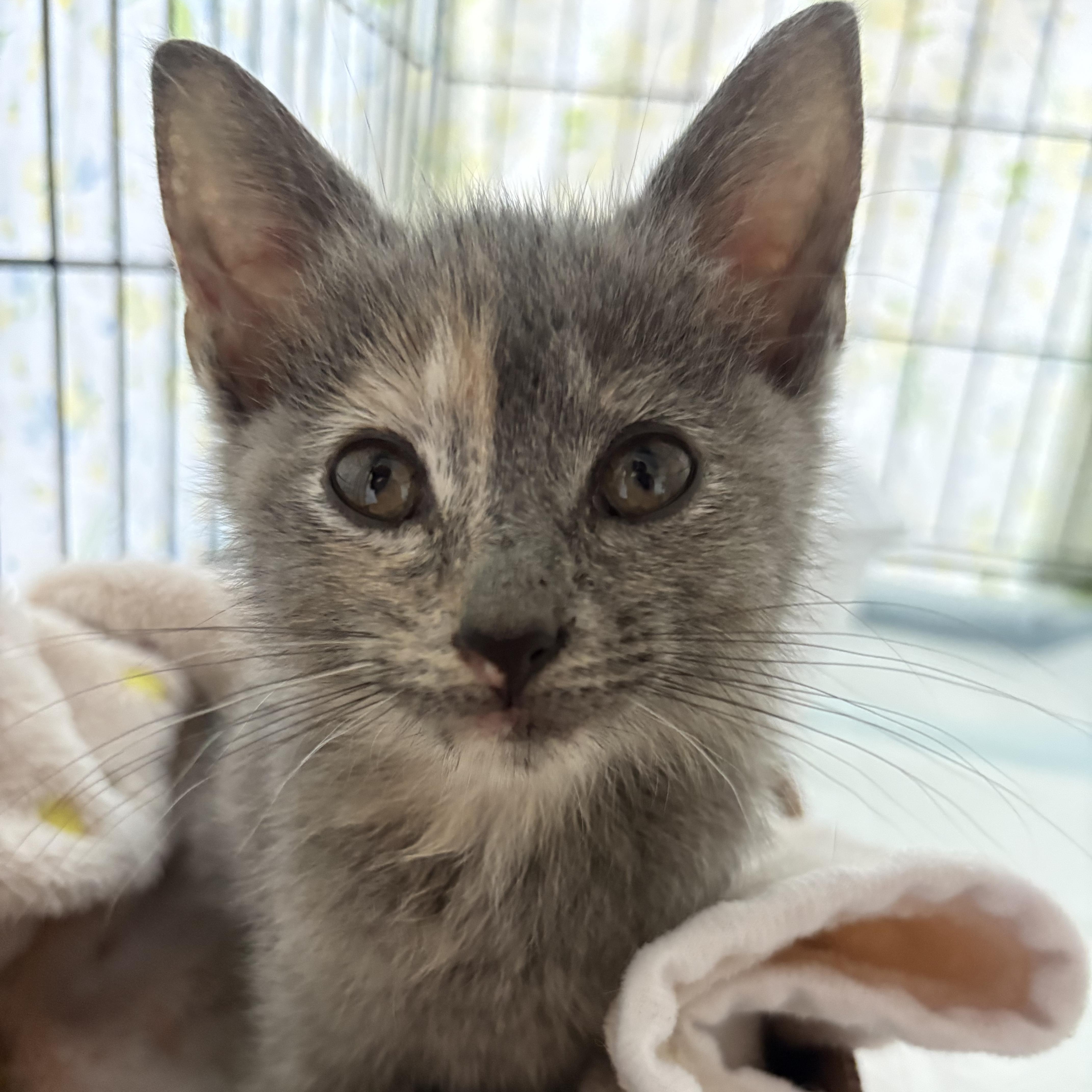 Fried Apple Pie, adopted, Kitten Female Domestic Short Hair.