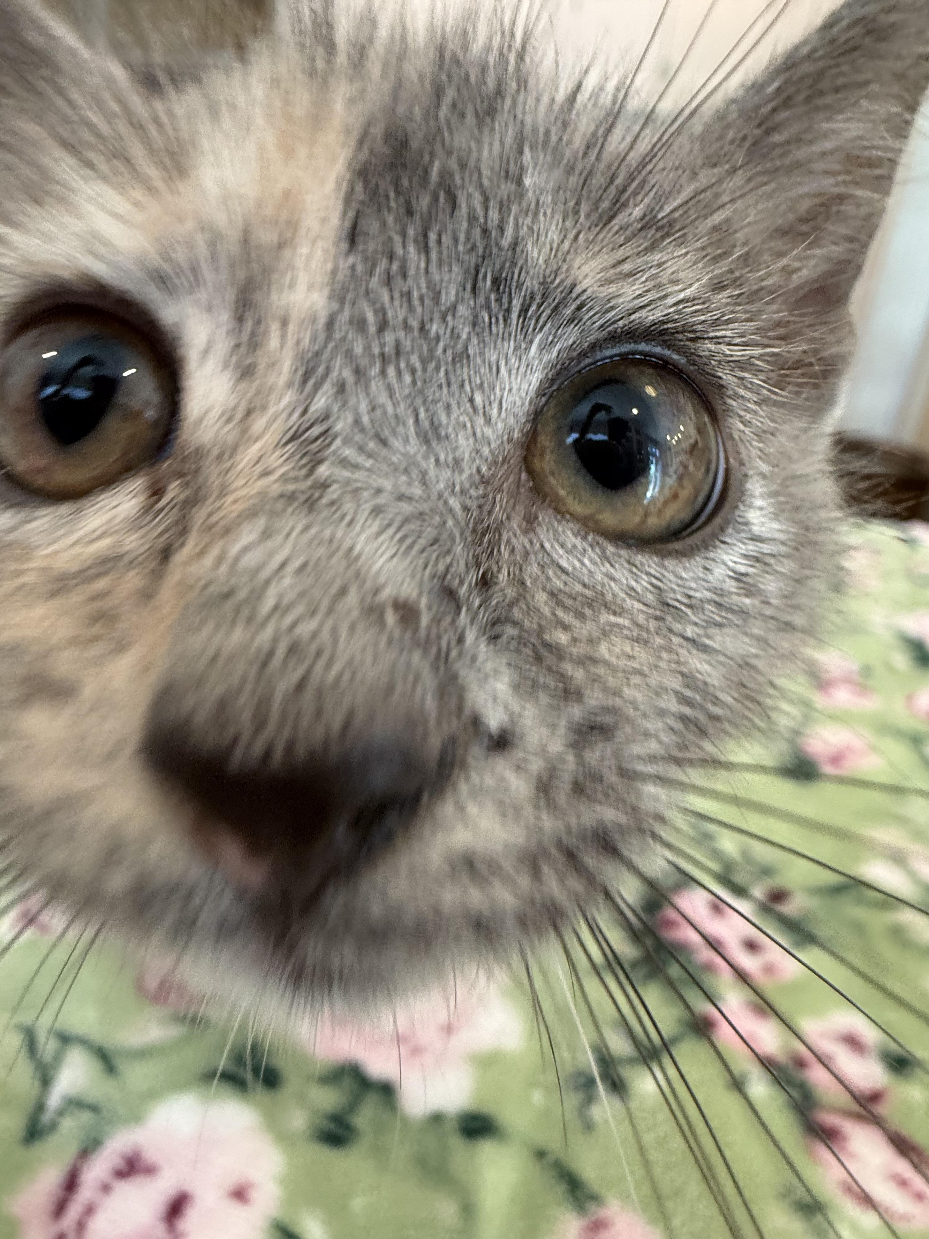 Enlarge Fried Apple Pie, an adopted Domestic Short Hair in LITTLE MOUNTAIN, SC image 4/5