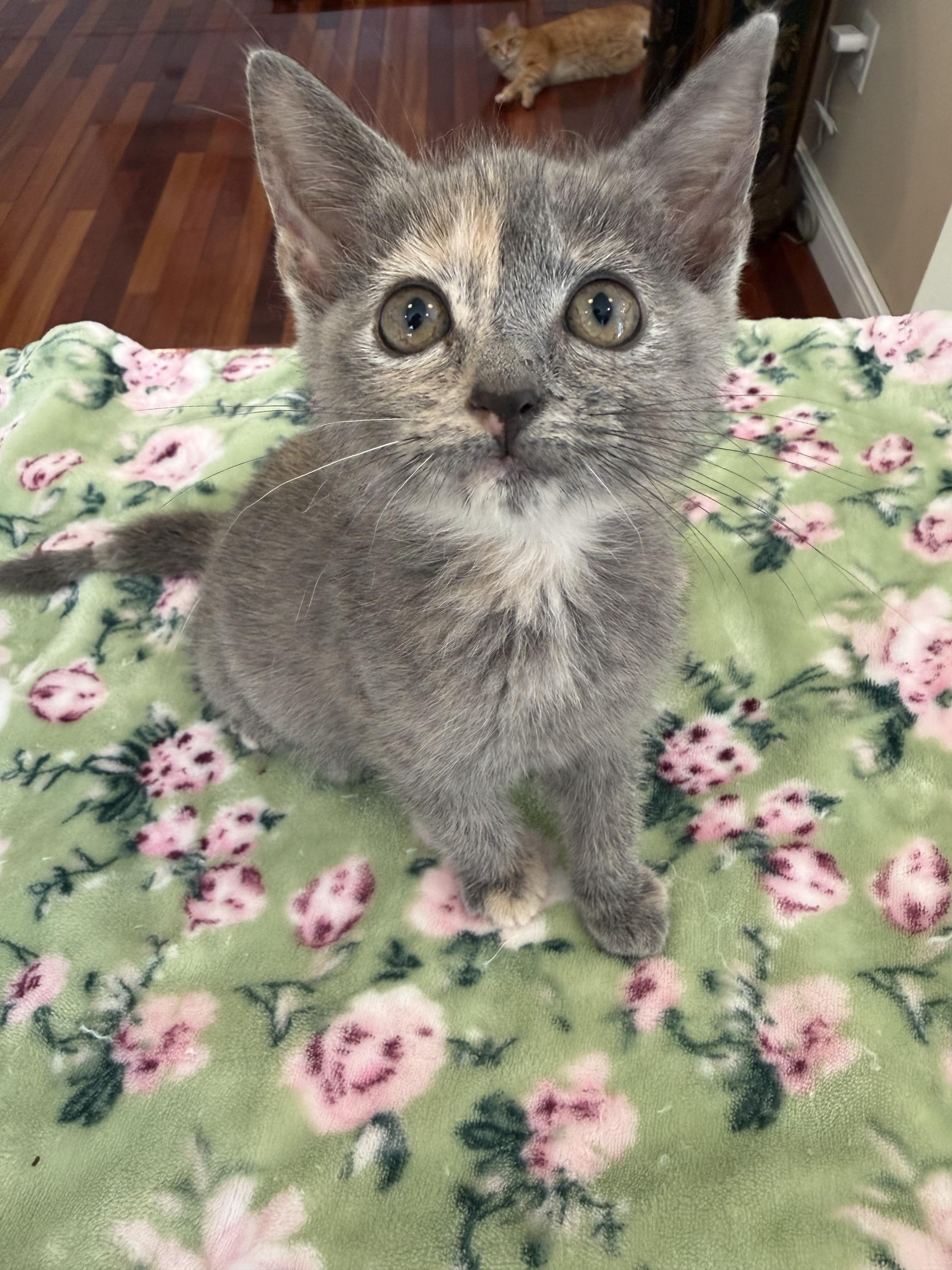 Enlarge Fried Apple Pie, an adopted Domestic Short Hair in LITTLE MOUNTAIN, SC image 3/5