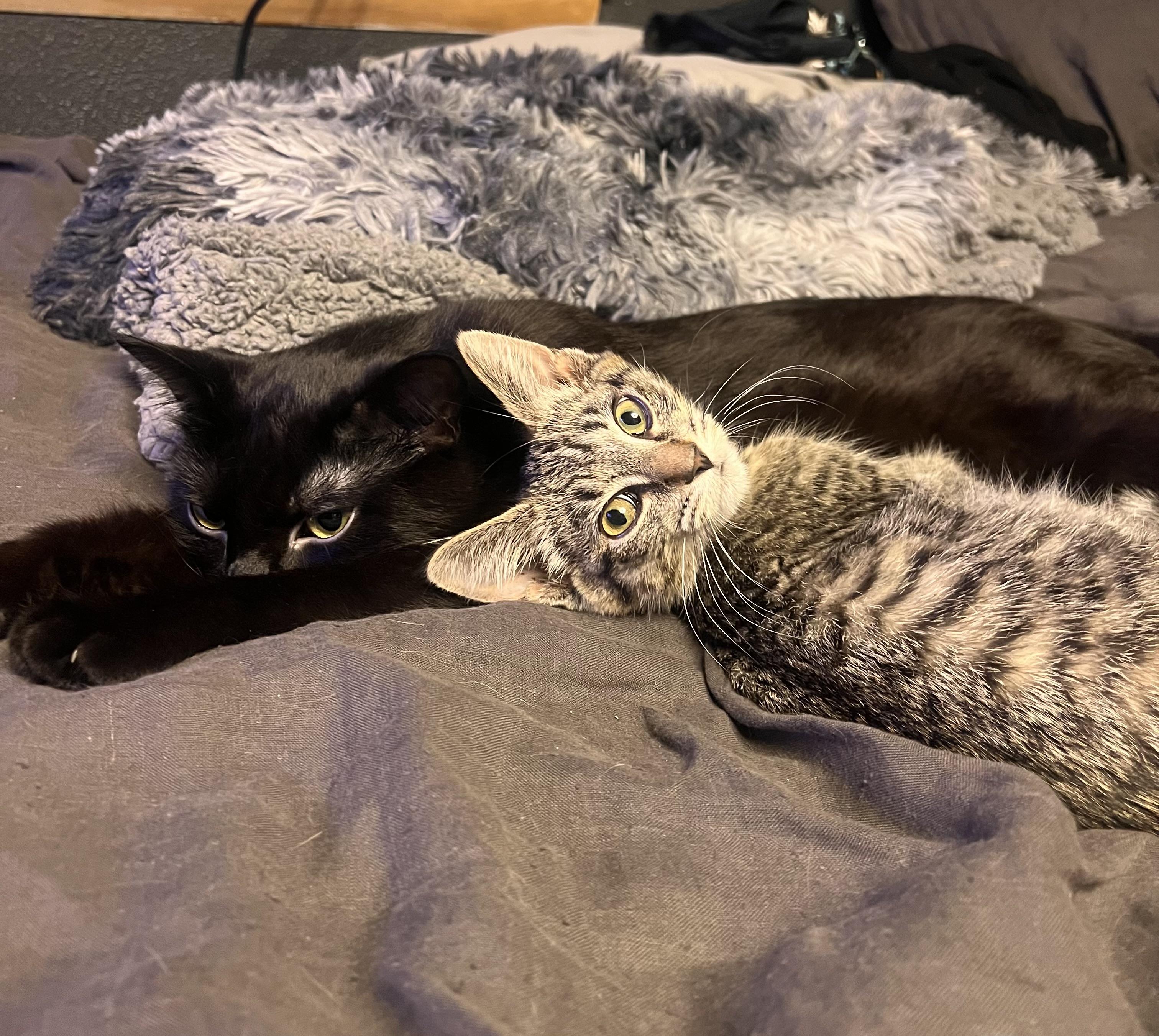 Enlarge Warlock, a Adoptable Domestic Short Hair in Milwaukee, WI image 6/6