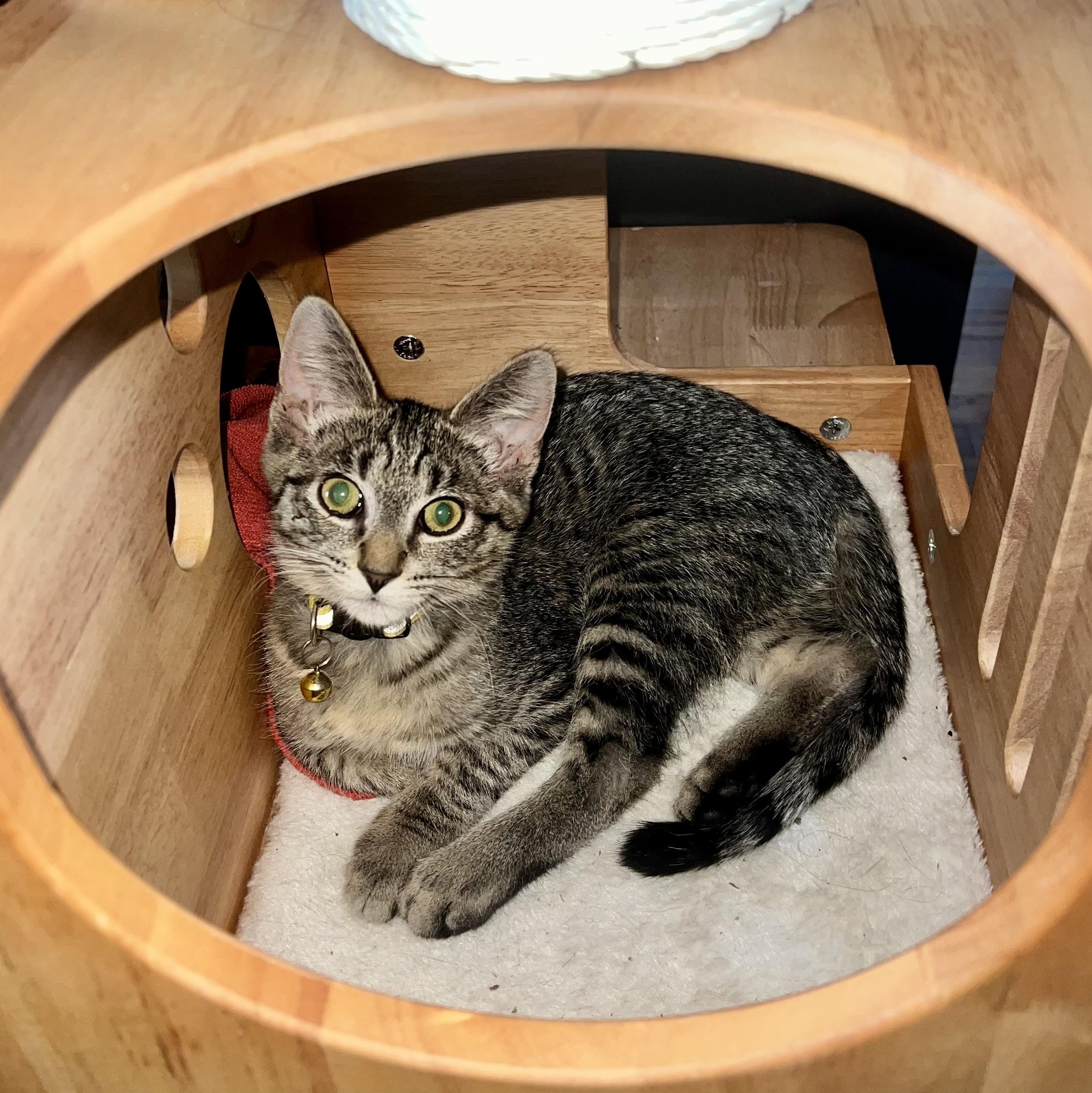 Enlarge Warlock, a Adoptable Domestic Short Hair in Milwaukee, WI image 1/6