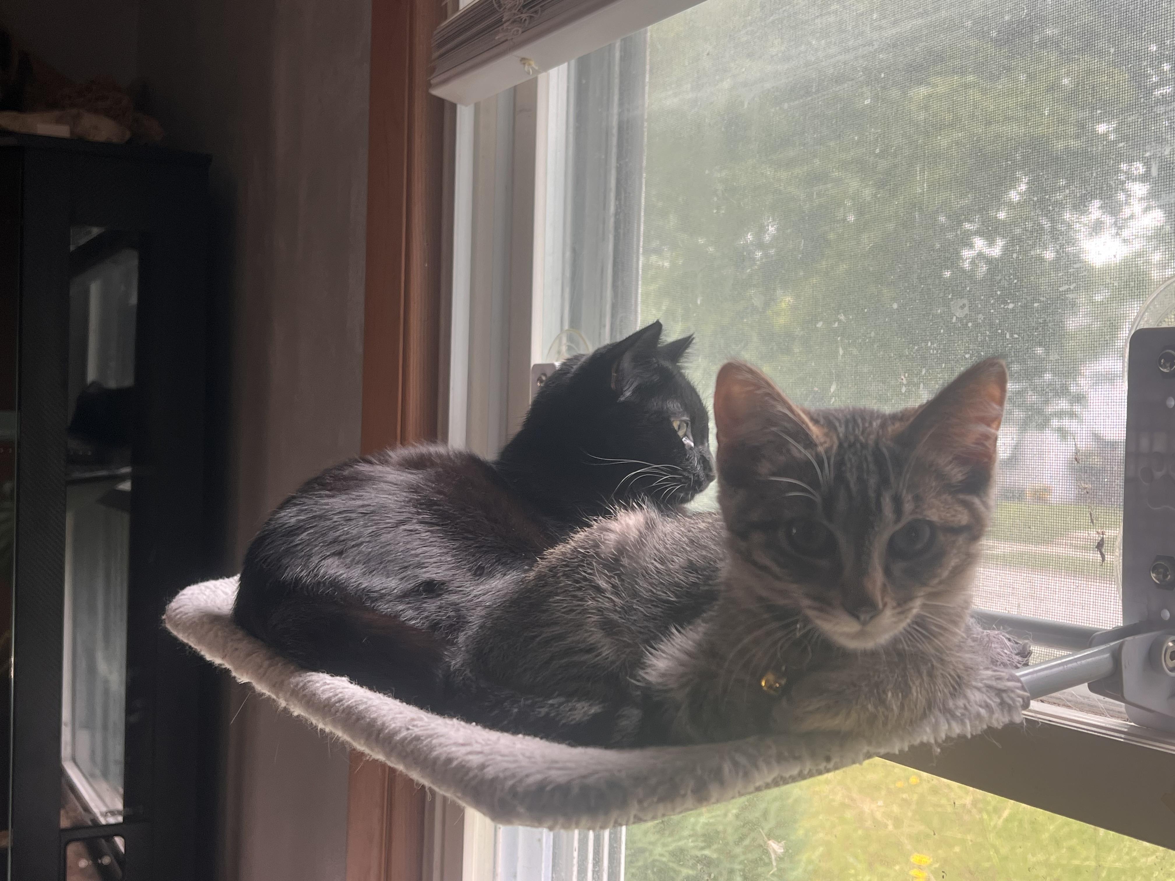 Enlarge Warlock, a Adoptable Domestic Short Hair in Milwaukee, WI image 4/6
