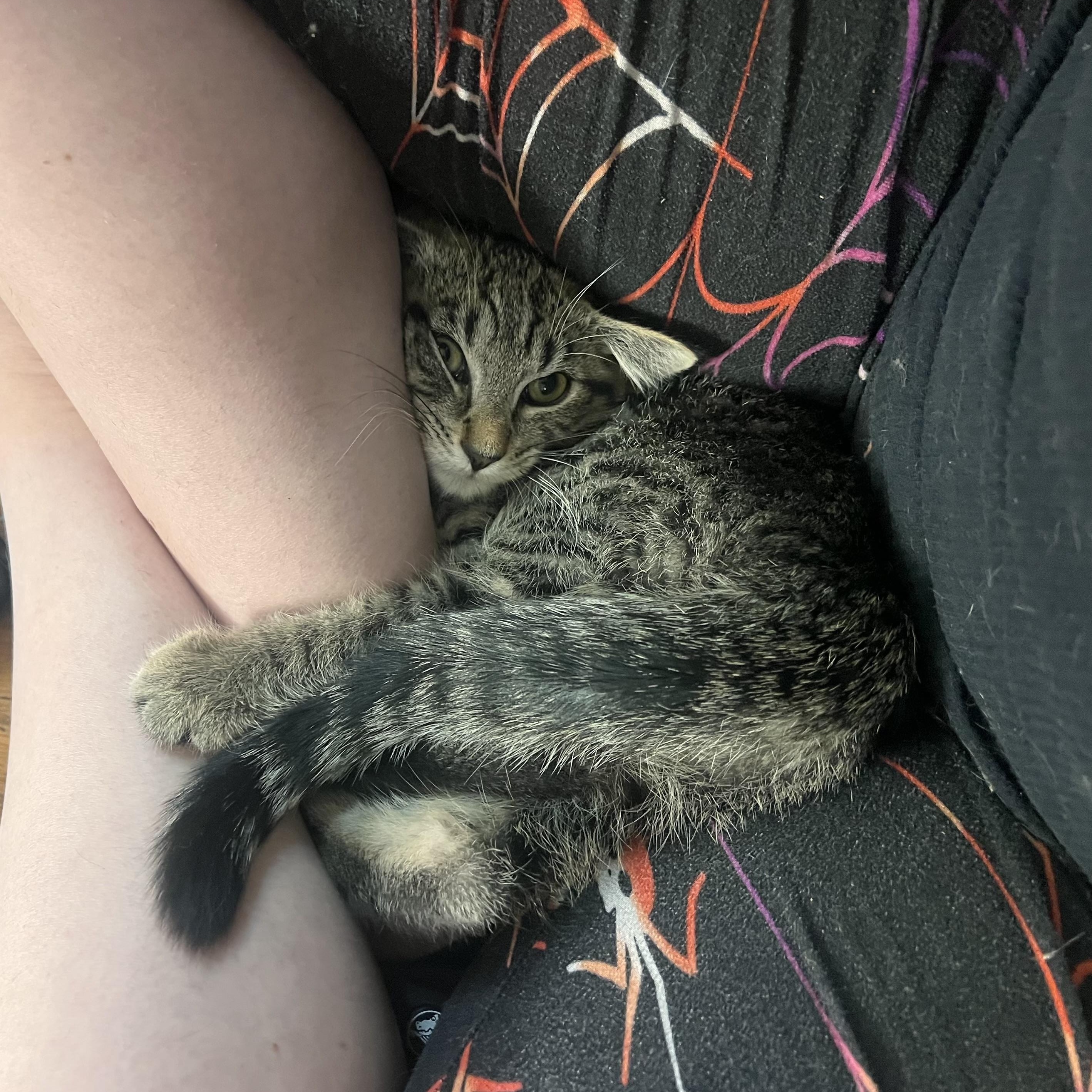 Enlarge Warlock, a Adoptable Domestic Short Hair in Milwaukee, WI image 2/6