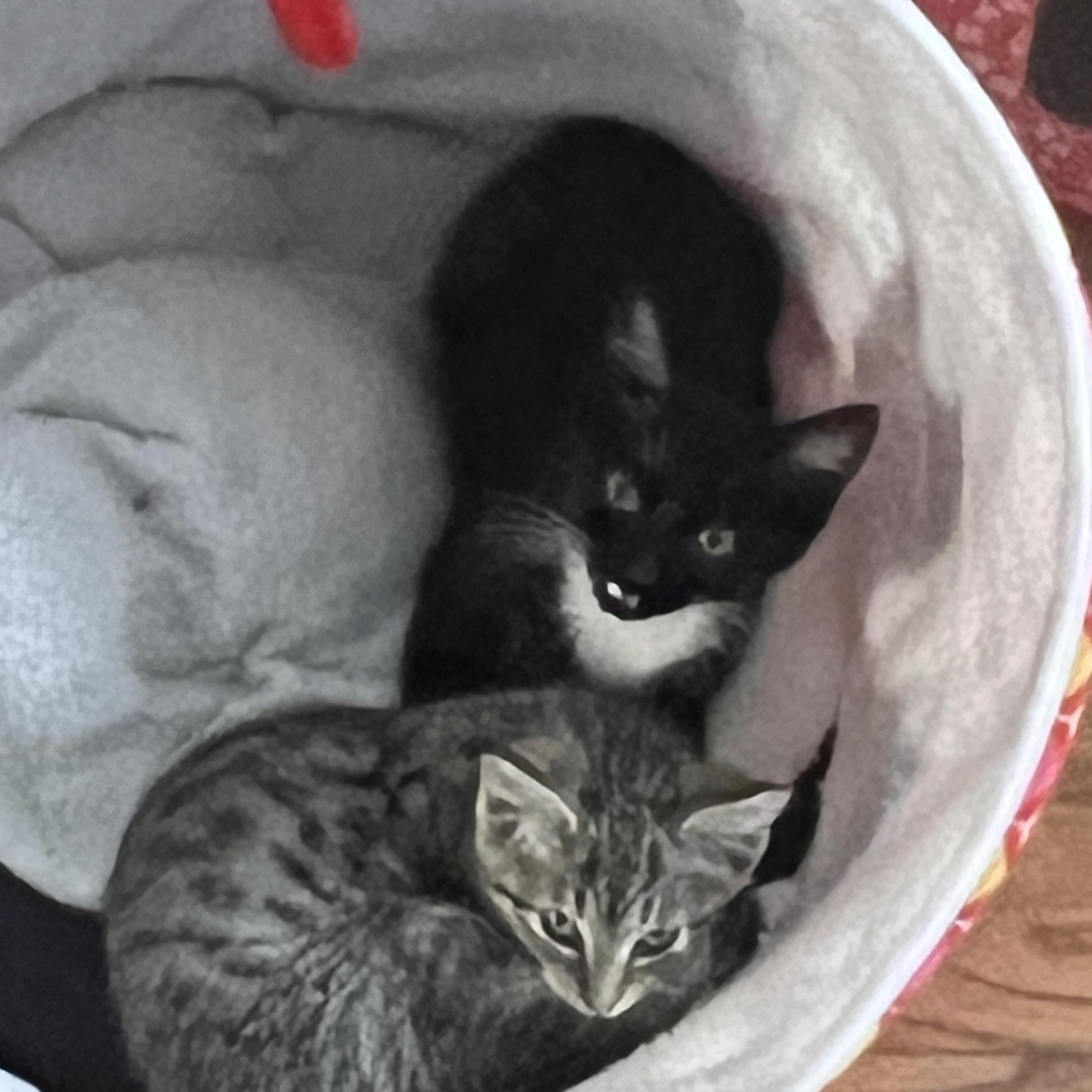Enlarge Warlock, a Adoptable Domestic Short Hair in Milwaukee, WI image 5/6