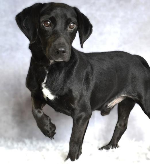 McKay 3950, adoptable, Adult Male Beagle & Dachshund.