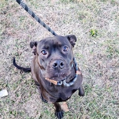Enlarge MayMay, a Adoptable mixed breed in Valley Falls, KS image 1/1