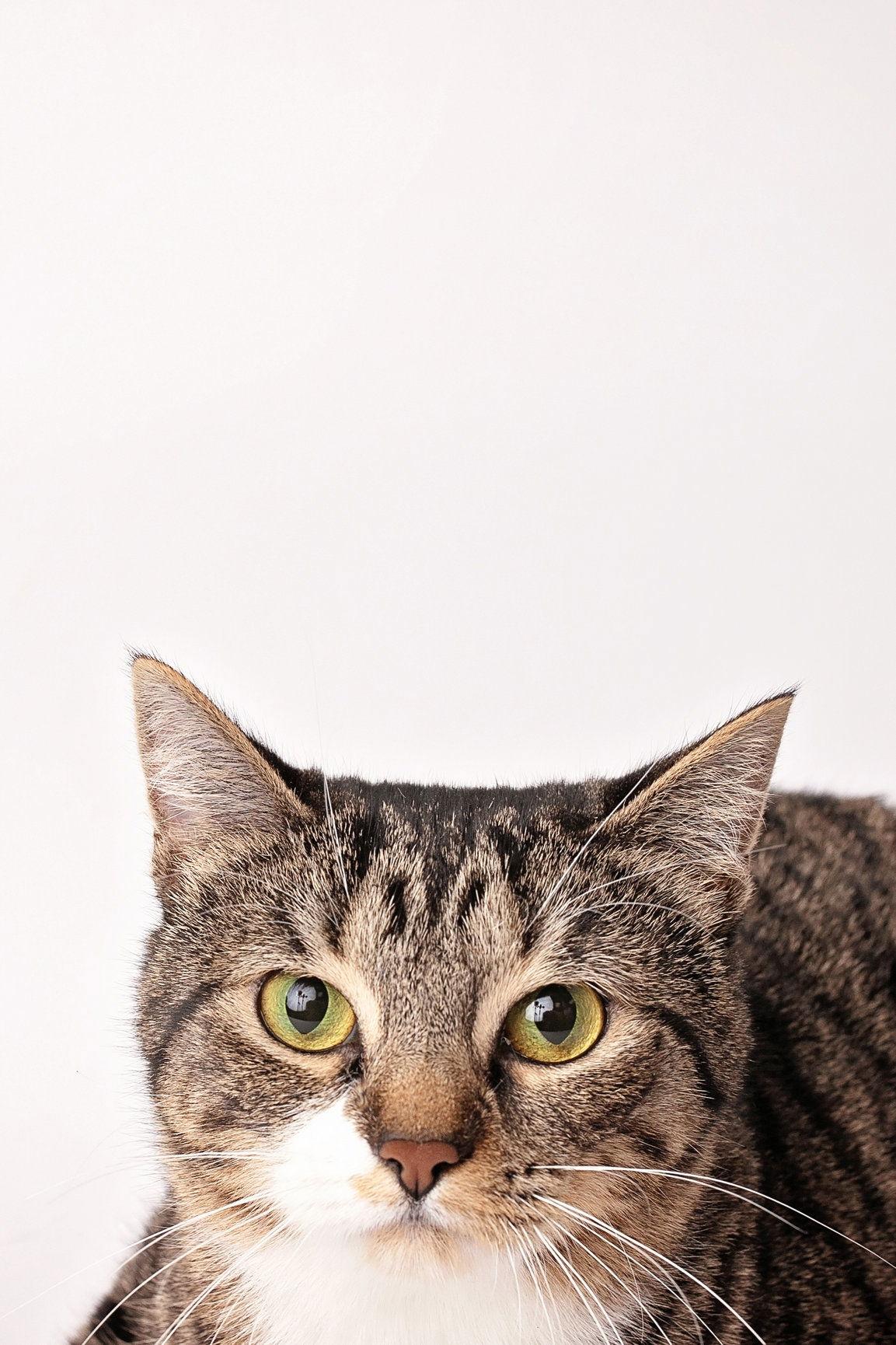 Avril, a Adoptable Domestic Short Hair in Nashville, TN image 1/3