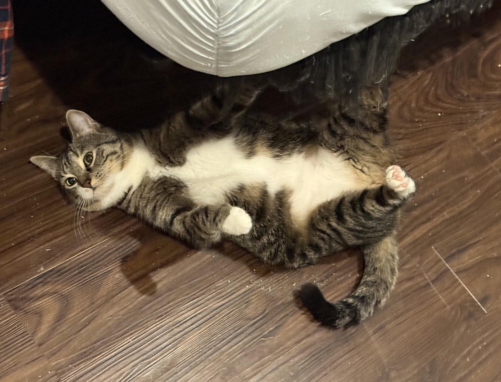 Avril, a Adoptable Domestic Short Hair in Nashville, TN image 2/3
