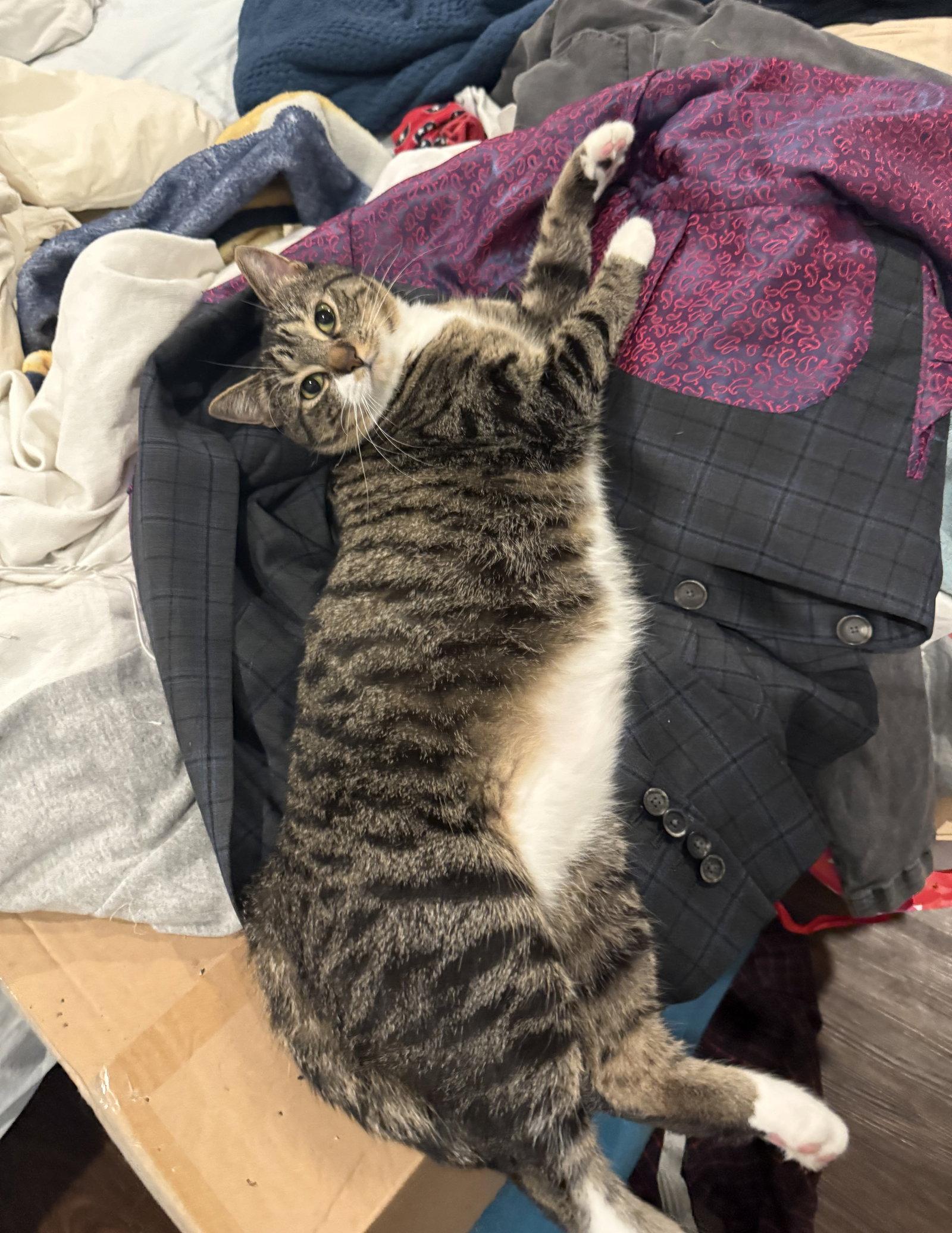 Avril, a Adoptable Domestic Short Hair in Nashville, TN image 2/3