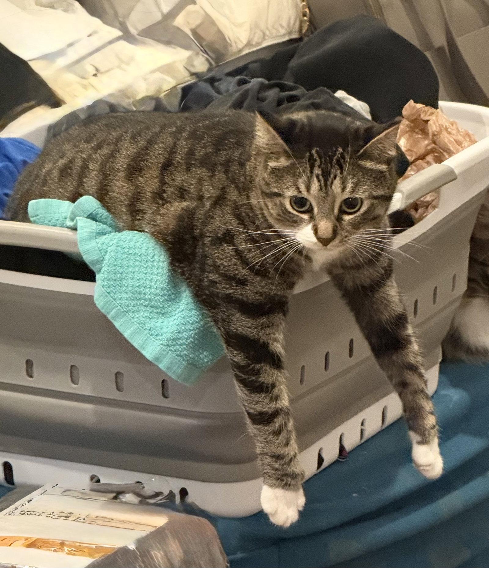 Avril, a Adoptable Domestic Short Hair in Nashville, TN image 3/3