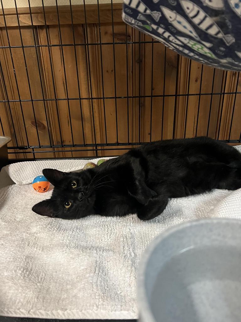 Furr-nando, Adoptable, Young Male Domestic Short Hair.